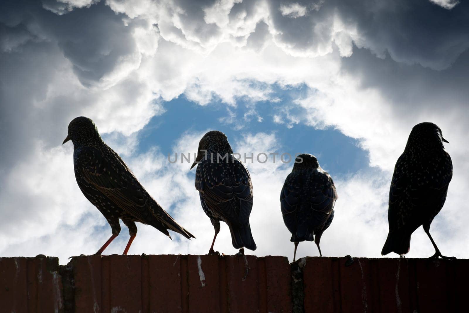 silhouette of starlings on a wall against a stormy clouds