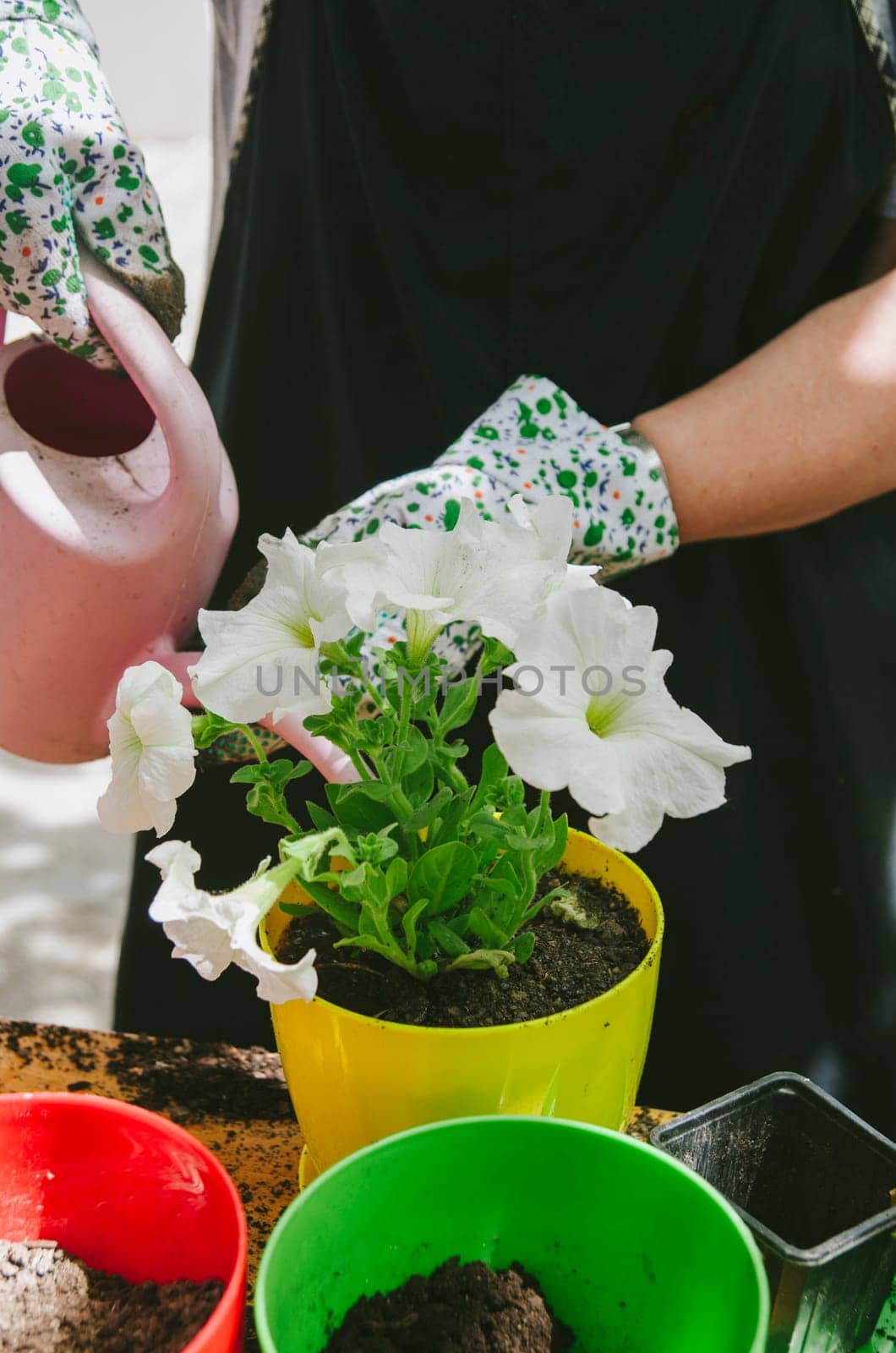 Senior woman watering petunia seedling transplanted in flowers pot in her garden. Springtime gardening hobby activity.