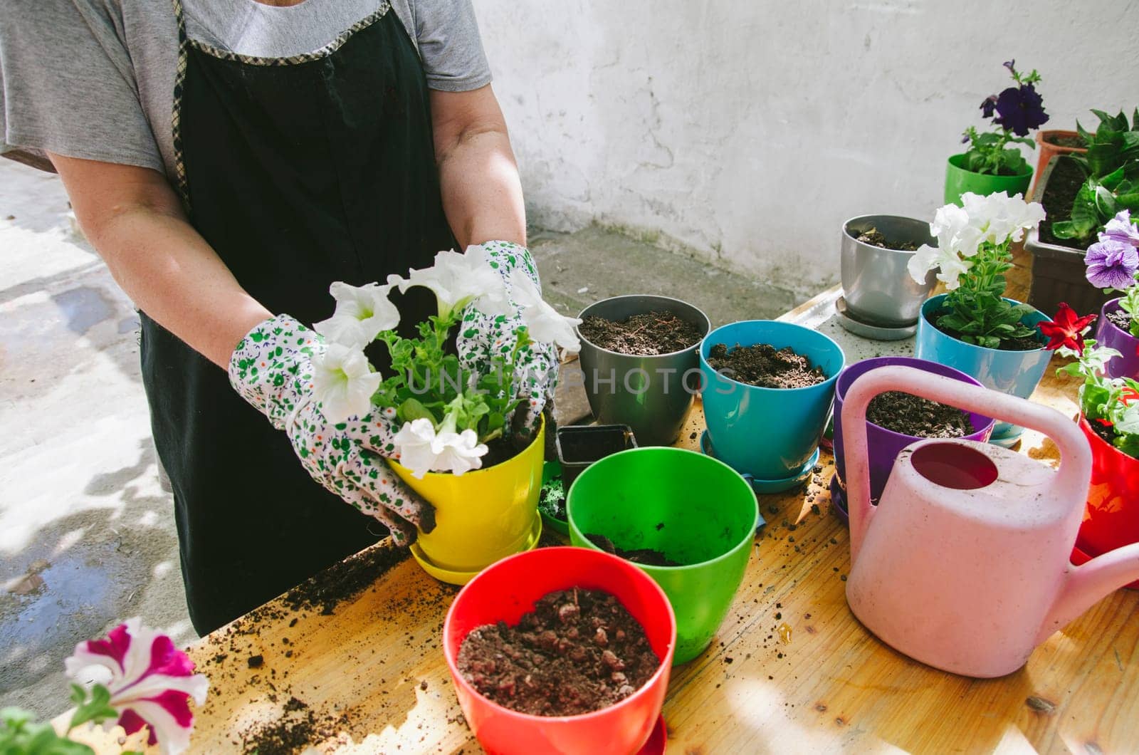Senior woman holding petunia seedling for transplanting in flowers pot in her garden. Springtime gardening hobby activity.
