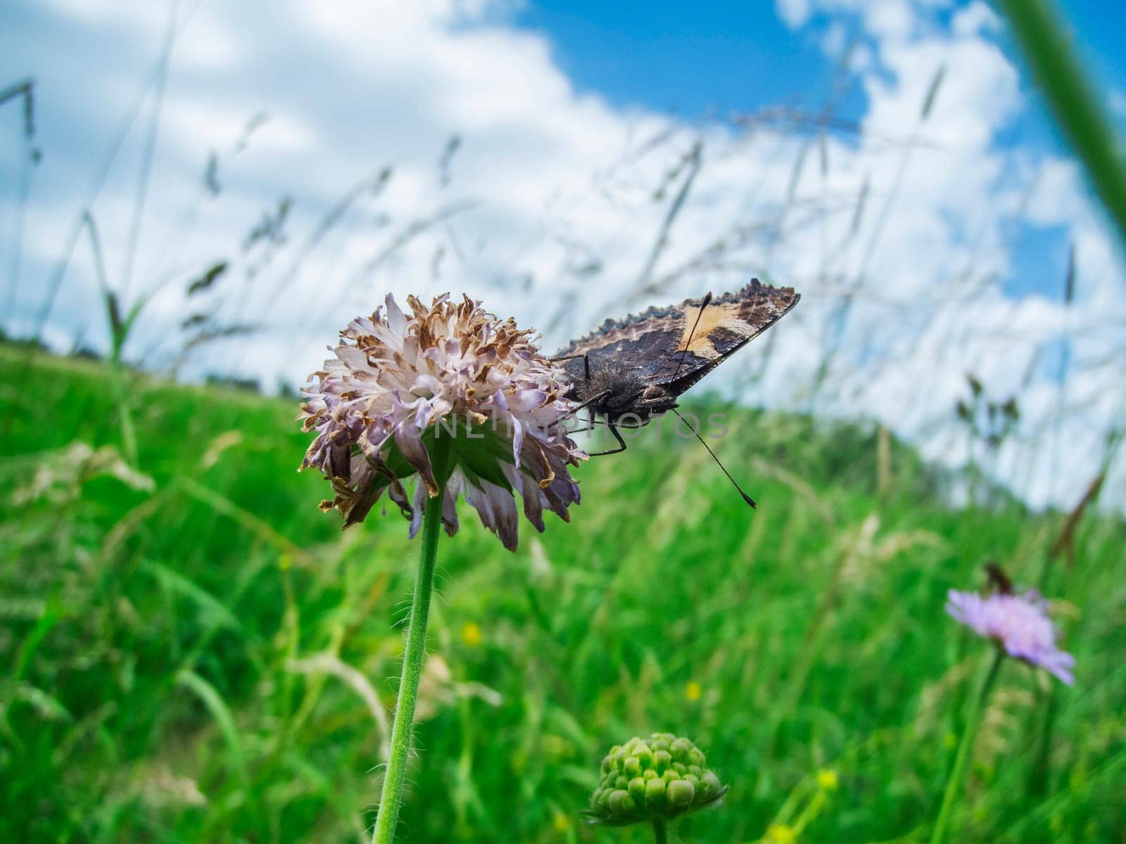 Close-up view of a wilting meadow clover flower with a butterfly on a green meadow and cloudy blue sky.