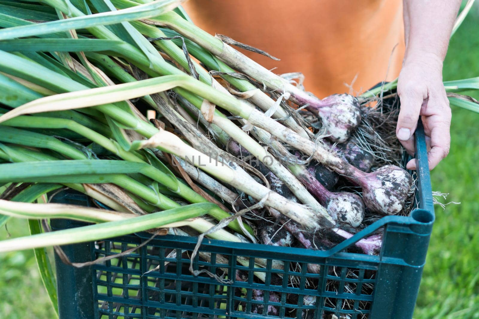 Freshly plucked green onions with thick feathers from garden closeup. Hands of person hold blue plastic basket full of ripe onions. Plant growing. Vegetables, healthy and nitrate free food.
