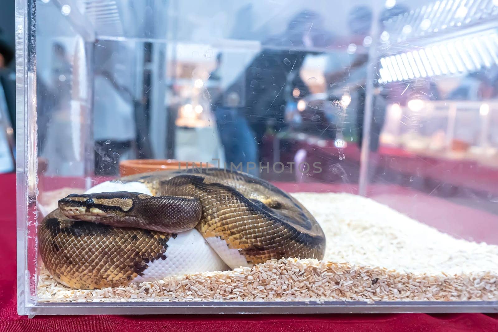 Ball python in the glass cabinet waiting to be sold. It's a popular pet in Thailand.