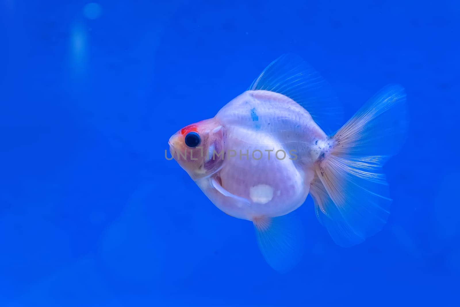 The goldfish in the cabinet on blue background.