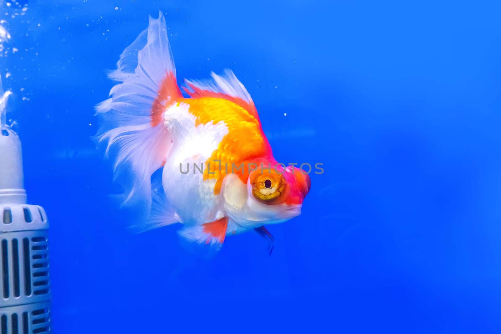 The goldfish in the cabinet on blue background.