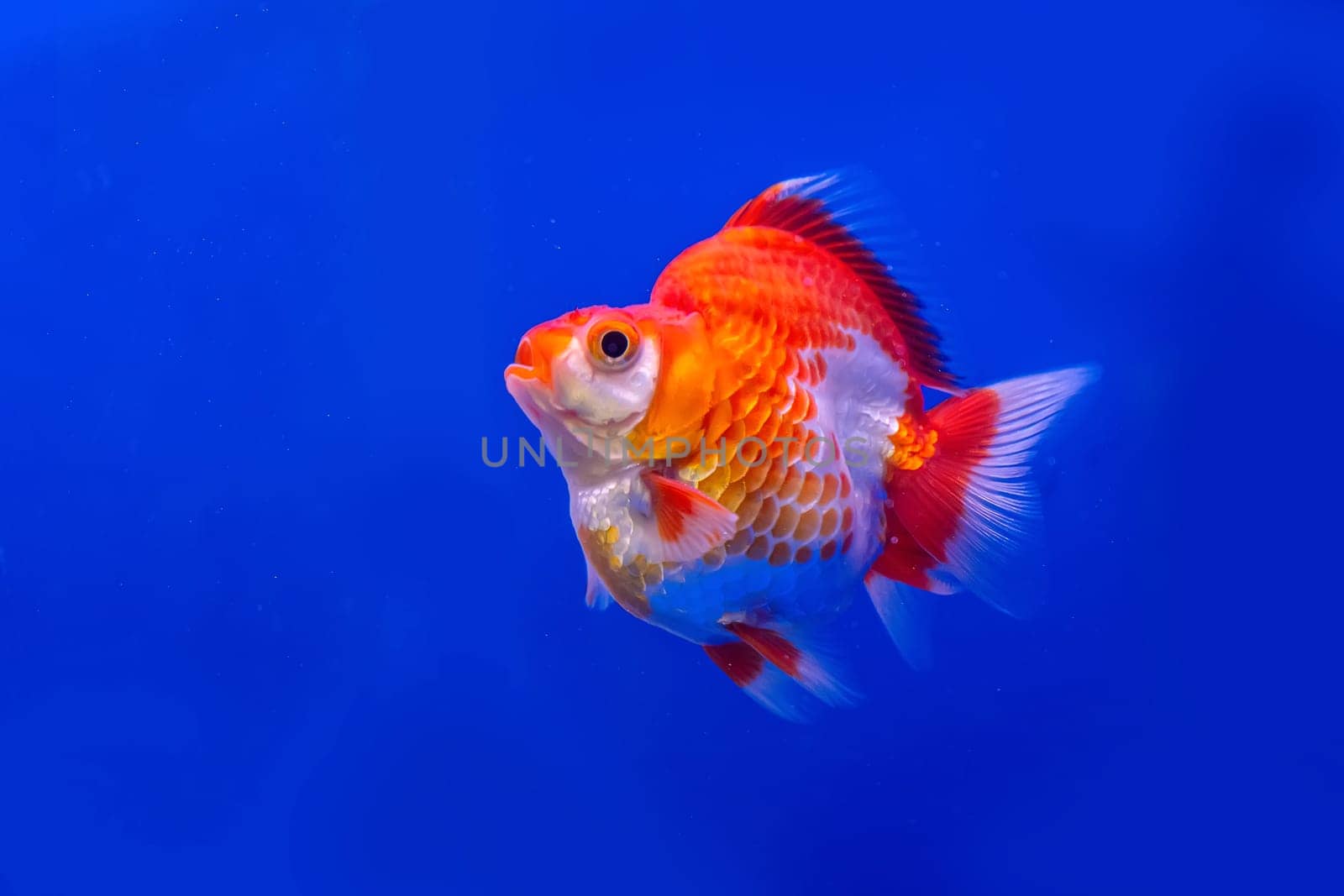 The goldfish in the cabinet on blue background.