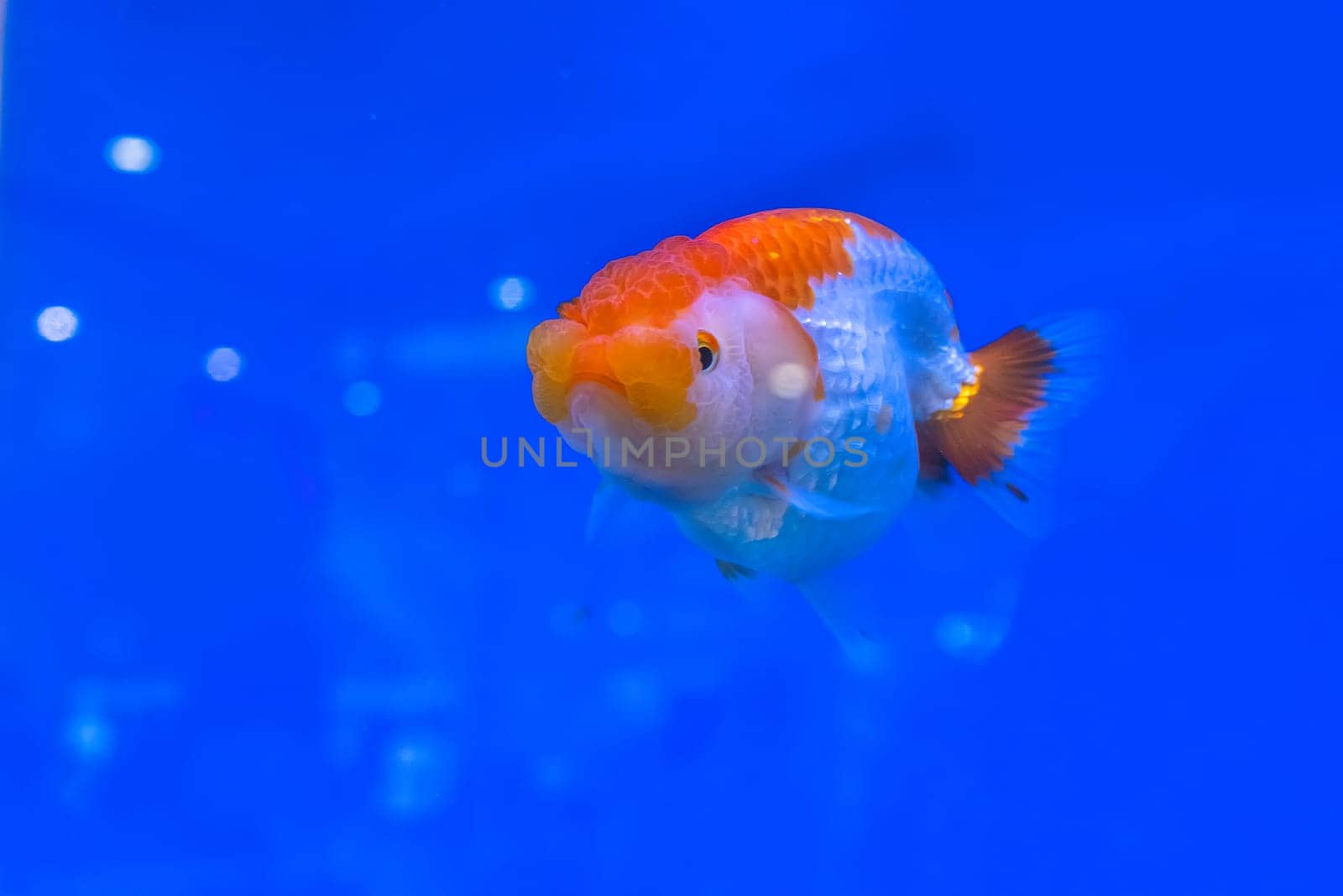 The goldfish in the cabinet on blue background.