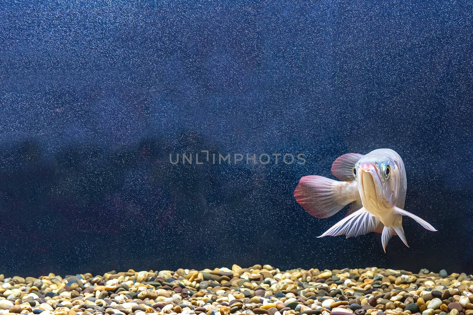 The arowana fish in the cabinet. It is a charming fish.