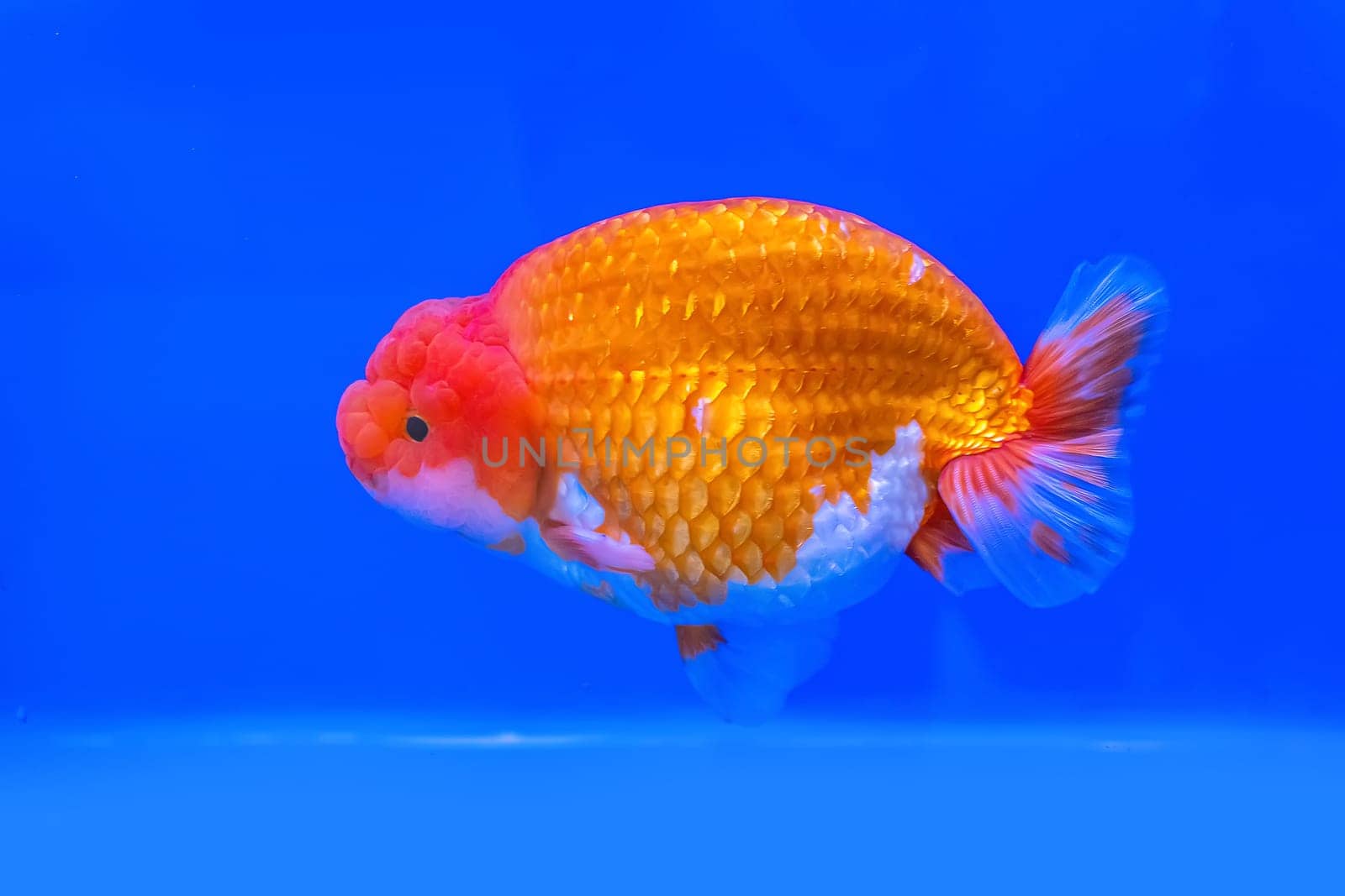 The goldfish in the cabinet on blue background.