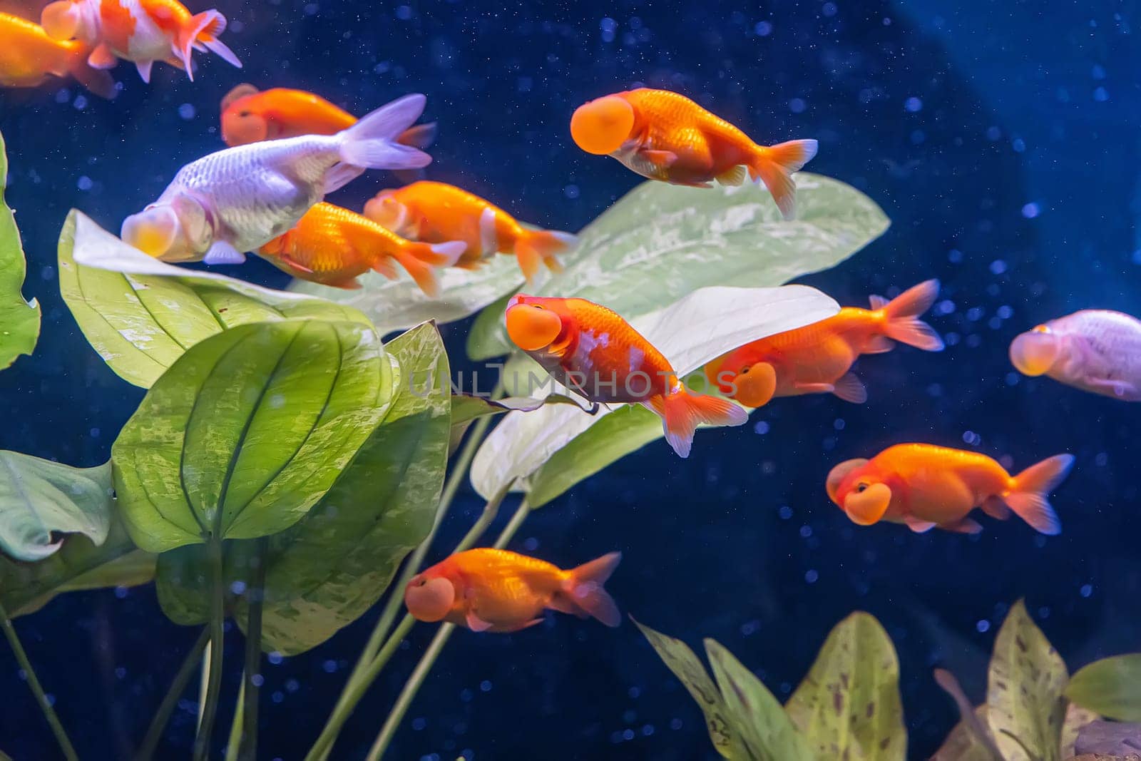 The goldfish in the cabinet on nature background.