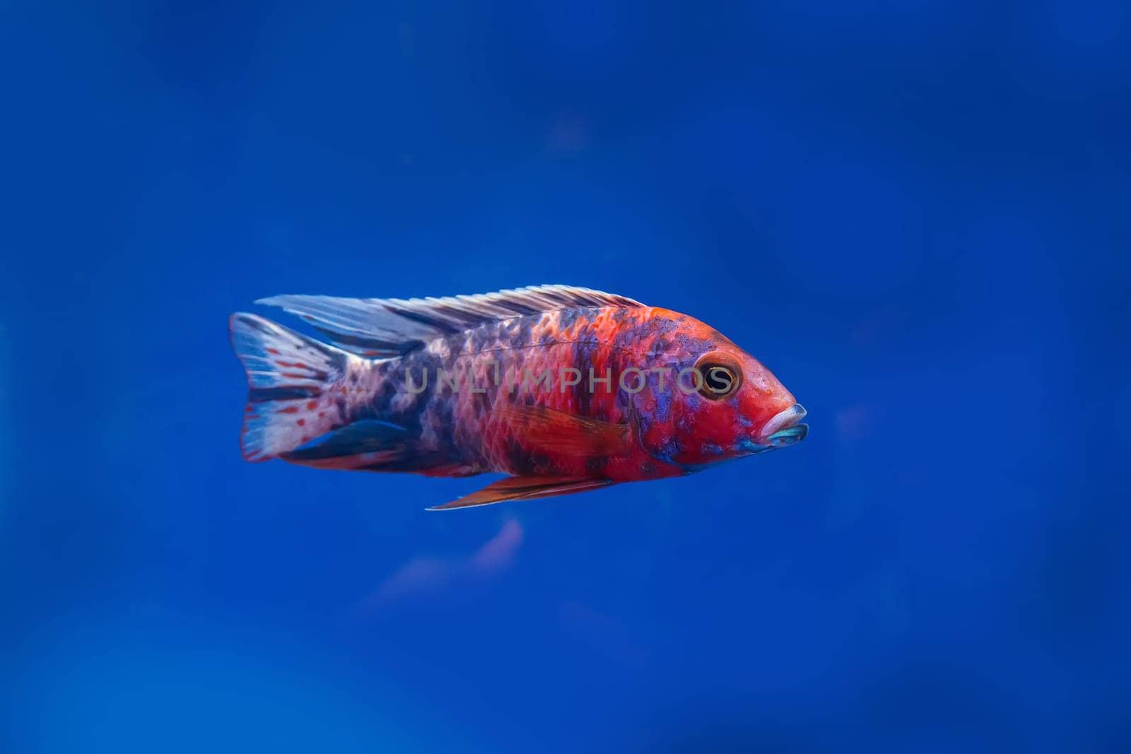 The cichlidae in the cabinet on blue background.
