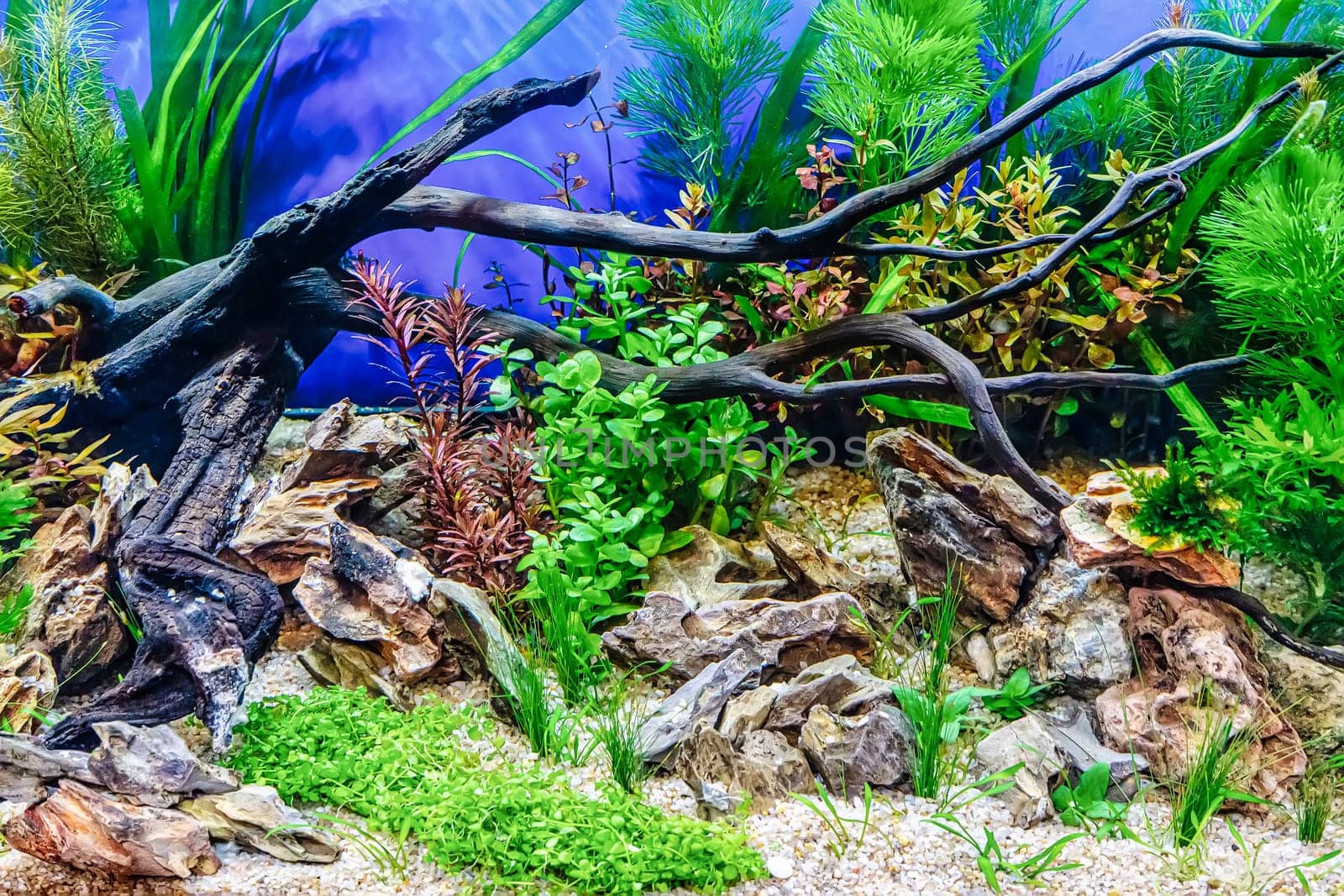 Underwater landscape nature forest style aquarium tank with a variety of aquatic plants, stones and herb decorations.