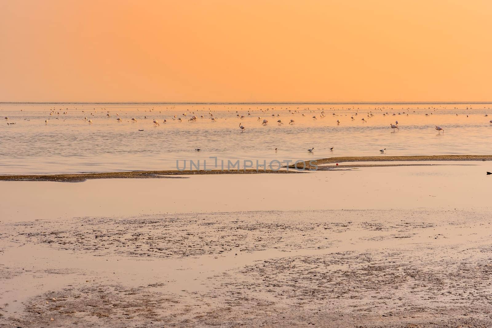 Flamingoes at sunset in the salt ponds near Walvis Bay in Namibia in Africa.
