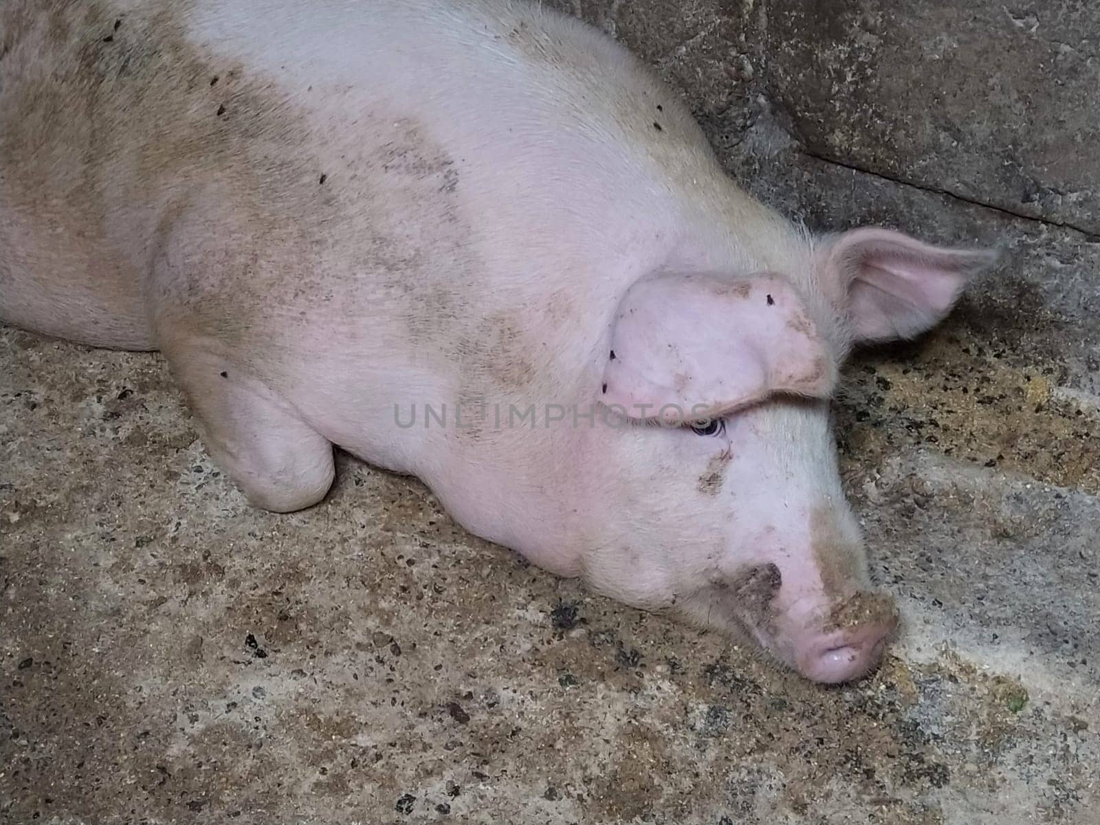 A pig in a pigsty. Agriculture. Pork production. A pink pig is resting on the floor of the barn. Flies sit on the body of a pig.