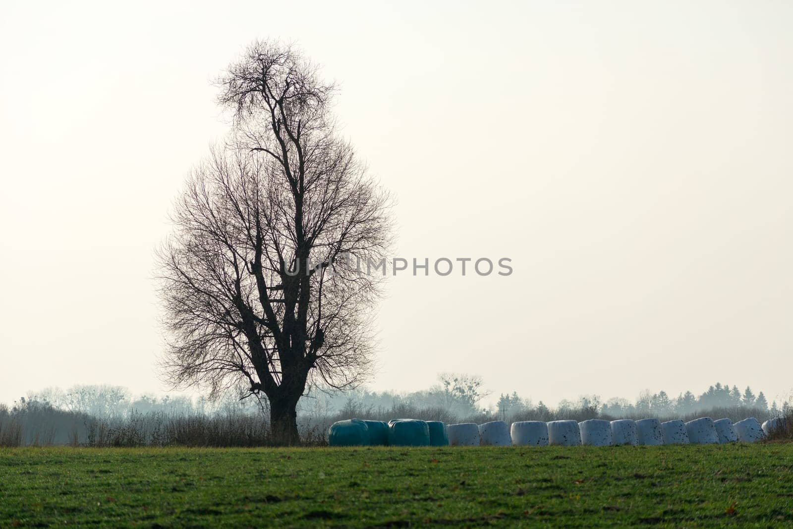 A tall tree without leaves and bales of silage on a meadow against a hazy sky, November day
