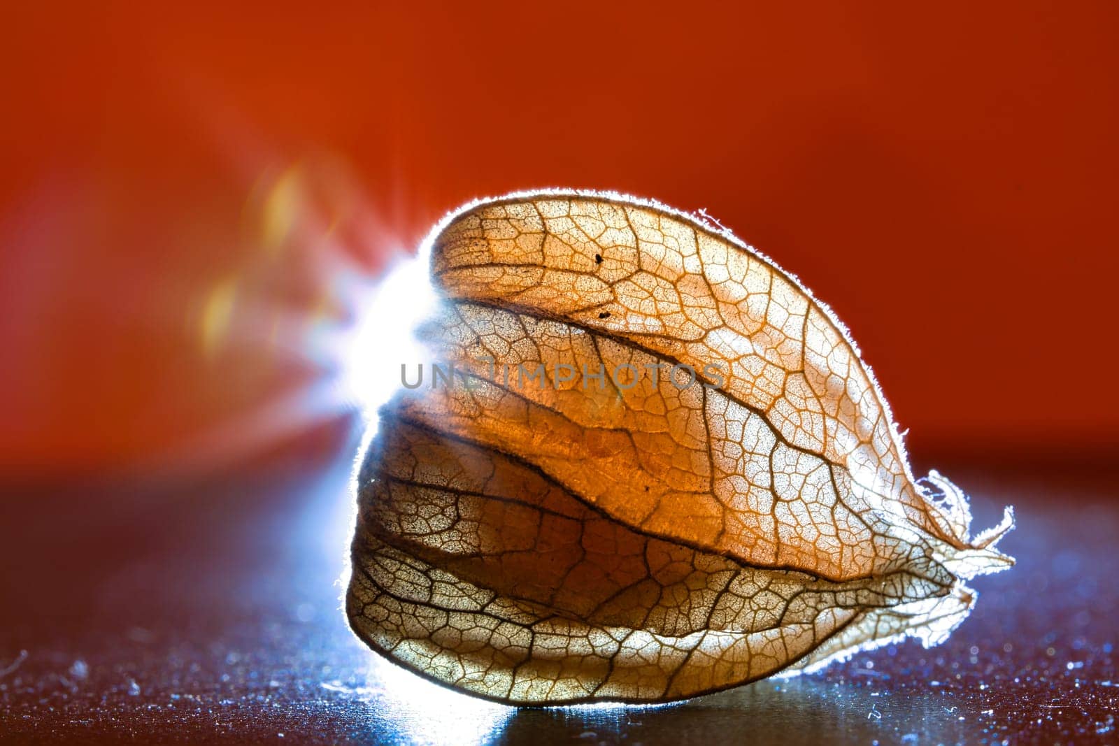 physalis illuminated. Light rays shine behind the fruit past the side. Vitamin C rich fruit. Structures shown in detail. Food photo