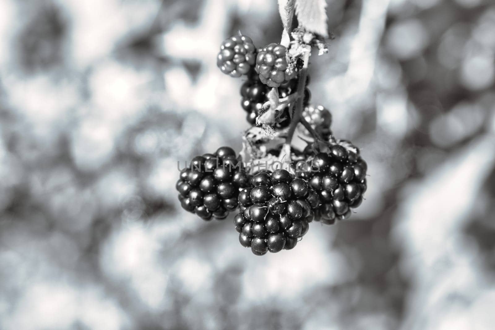 Blackberry in black and white on bush with bokeh. Blurred background. Vitamin rich fruit from the garden. Duck time of the fruit. Food photo