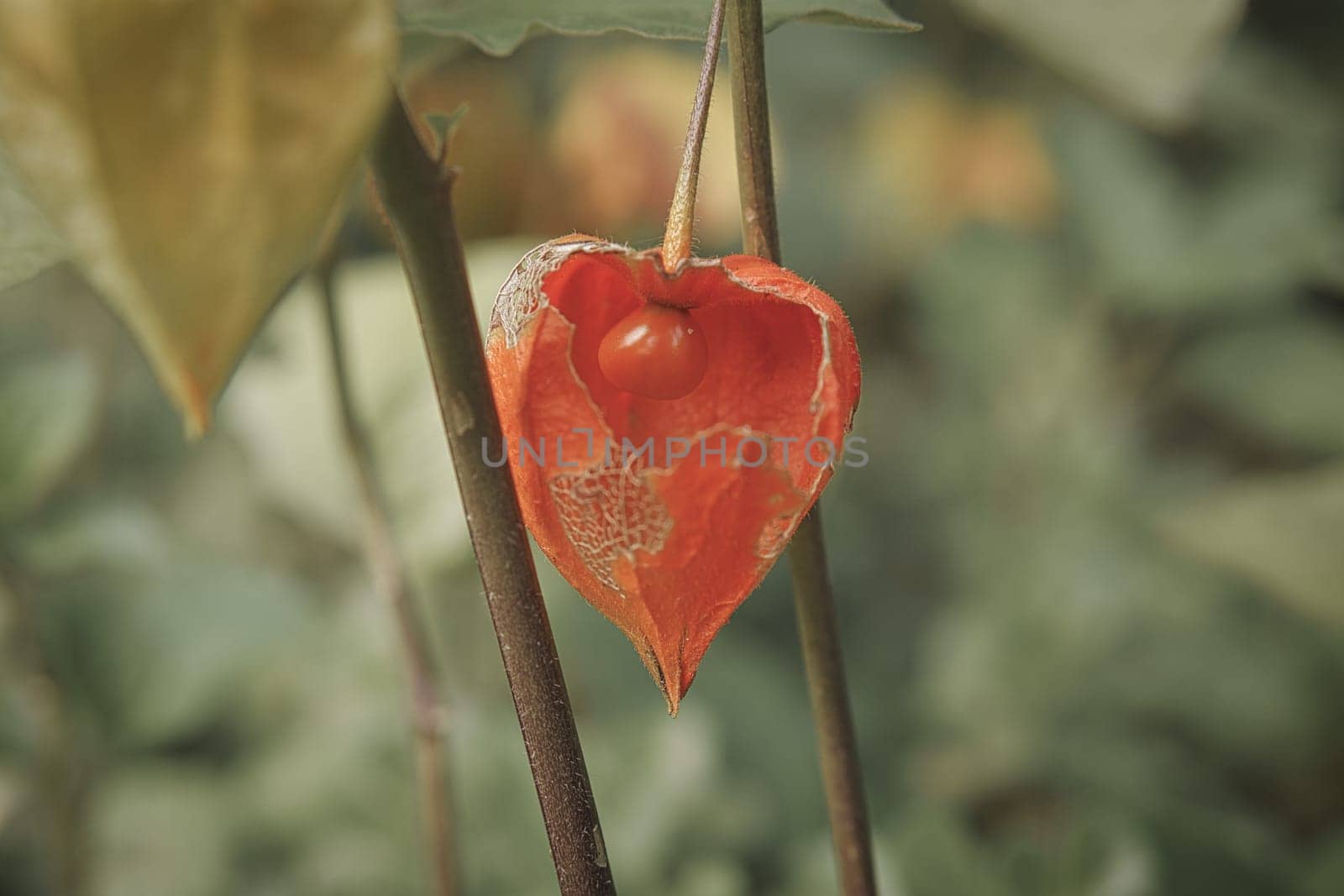 Physalis with opened skin, view of fruit inside. Vitamin rich fruit from the garden. Food for snacking