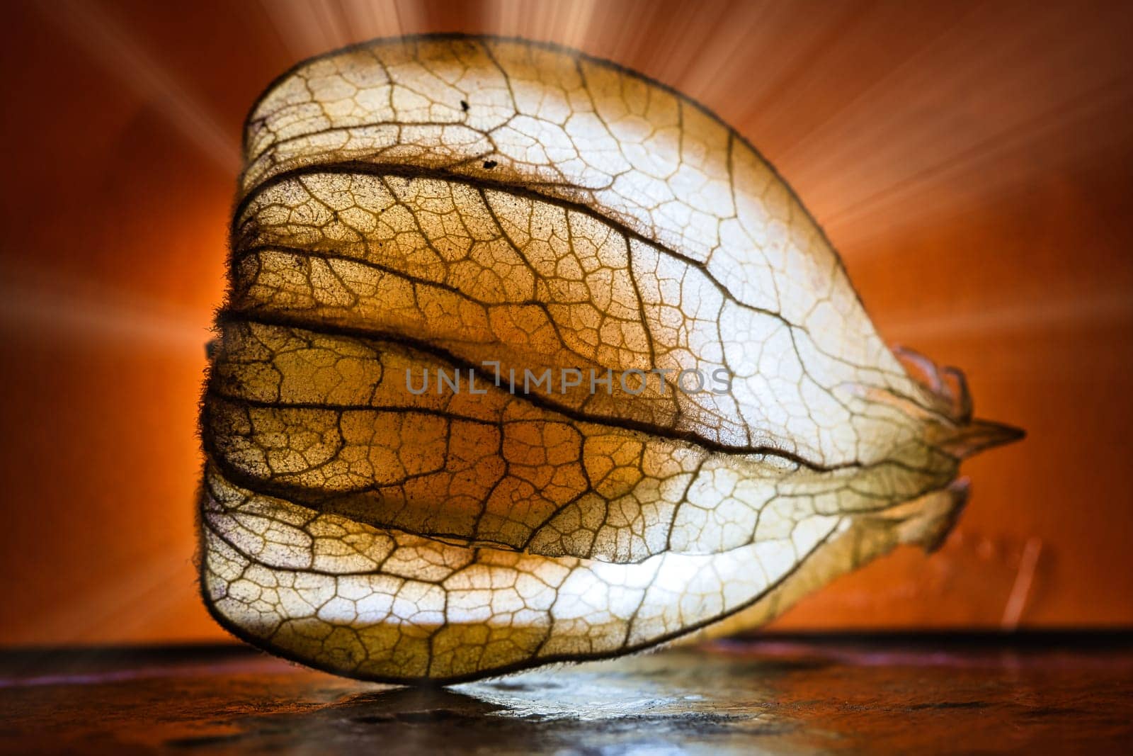 physalis illuminated. Light rays shine behind the fruit past the side. Vitamin C rich fruit. Structures shown in detail. Food photo