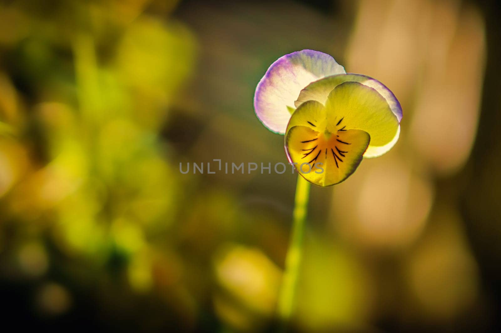 Pansies in beautiful light mood with great bokeh. nature photo. Flowers image