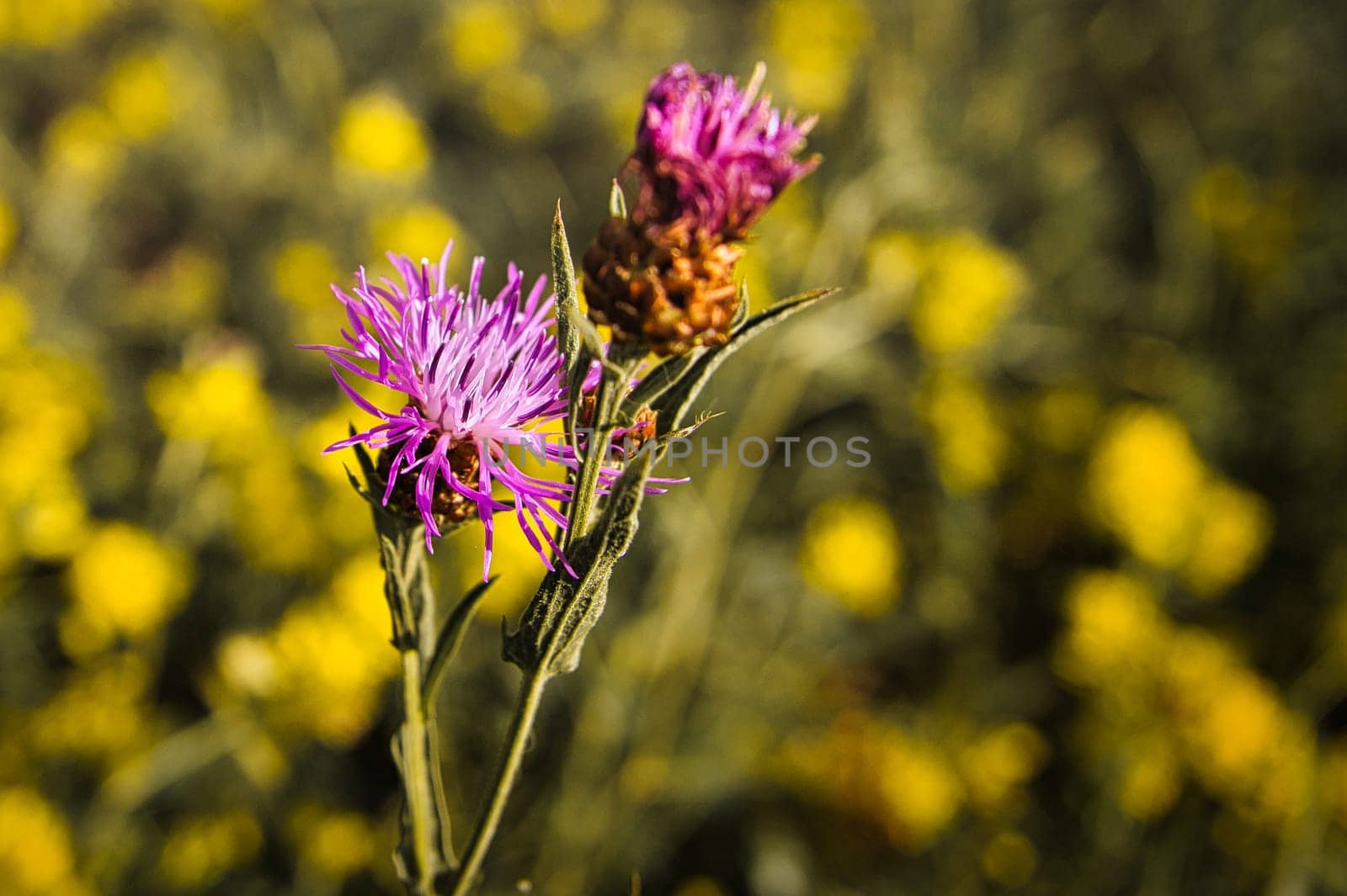 a beautiful prickly thistle with nice bokeh. nature photo. Flowers image