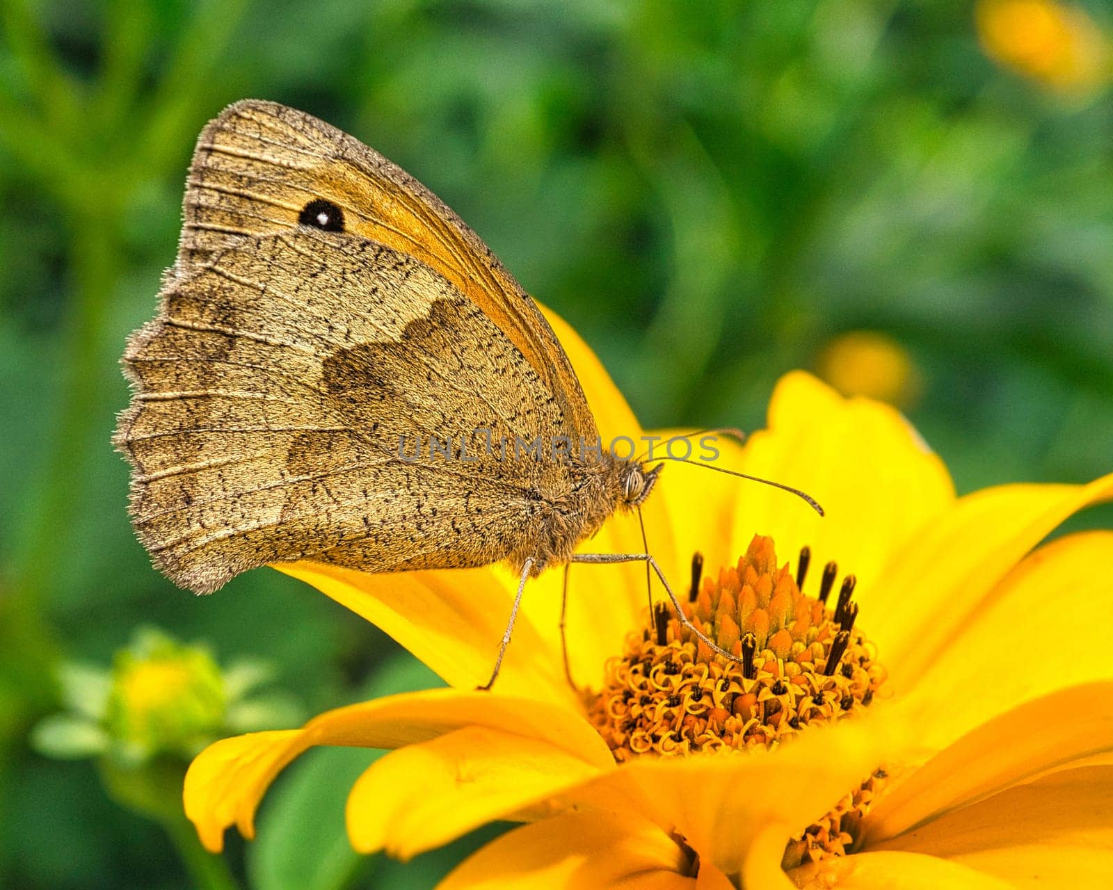 The brown forest bird is a butterfly of the noble butterfly family and is also known as the chimney sweep.