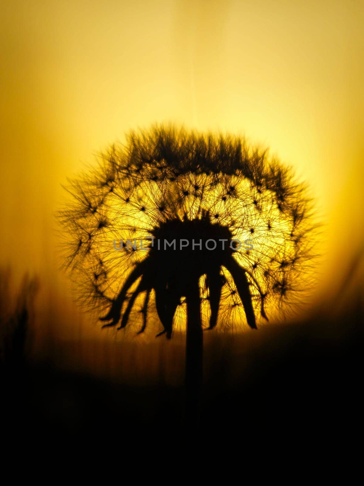 Dandelion in the sunset with beautiful bokeh. Light breaks through the flower. Nature photo