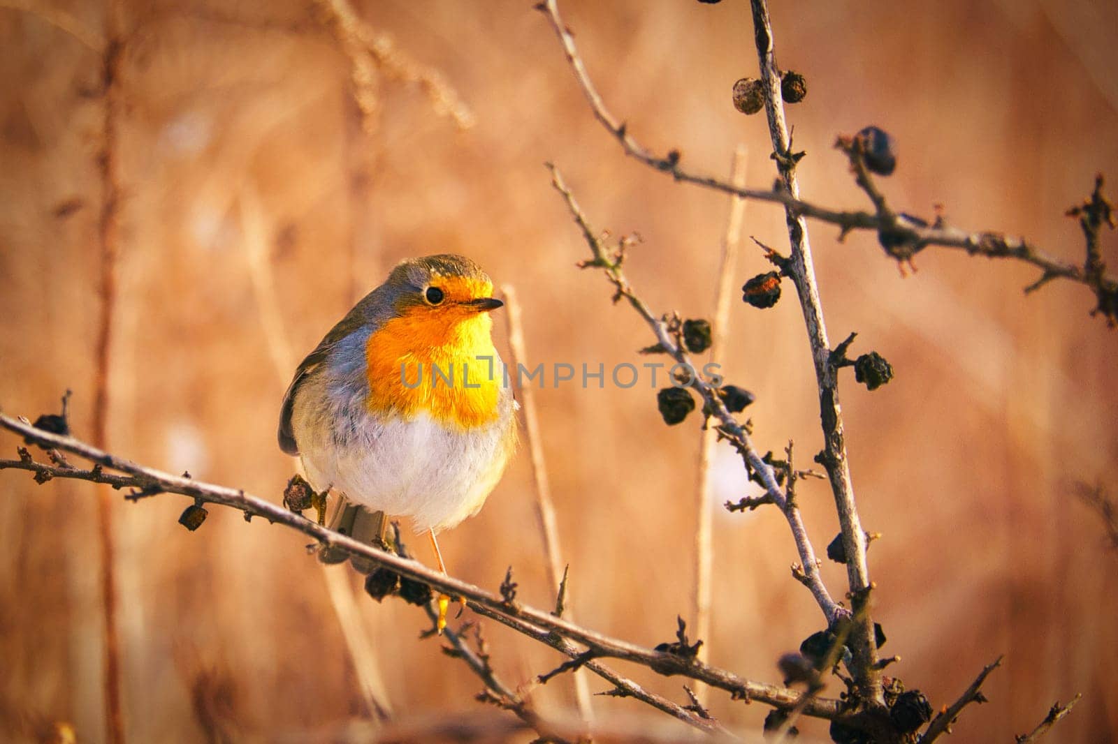 A robin on a juniper branch in evening light mood with beautiful bokeh. Animal Photo
