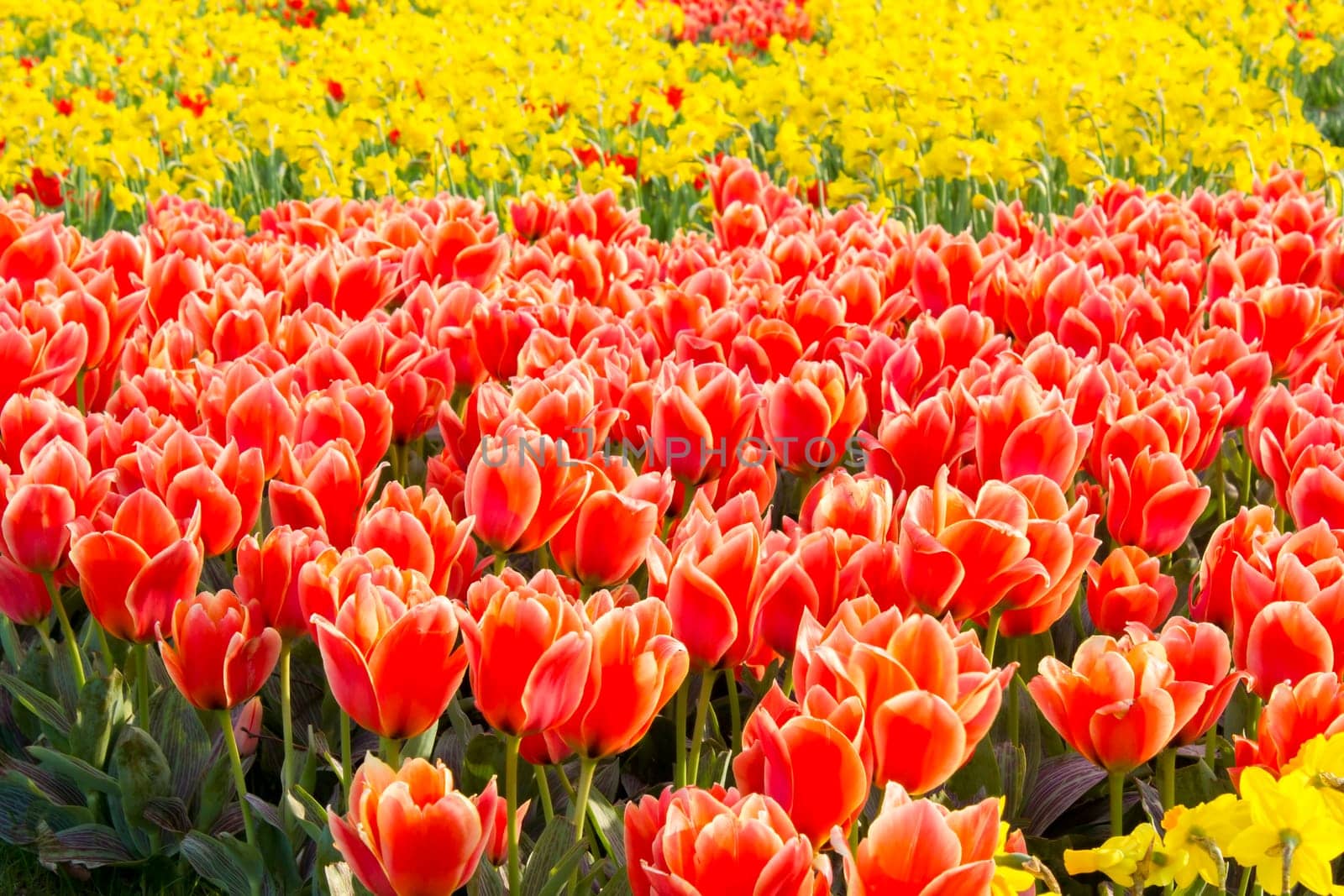 A spring field with spring flowers in Germany