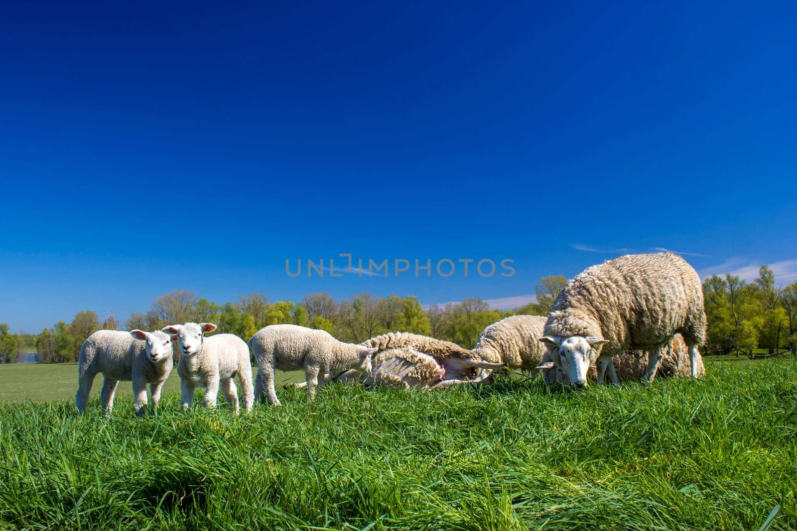 flock of sheep at the lower rhine area in Germany
