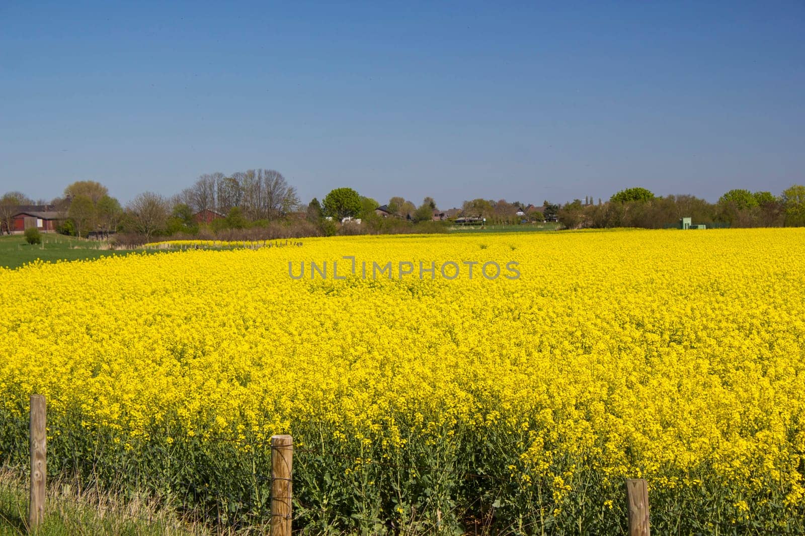 Blooming canola field. Rape on the field in summer, Germany