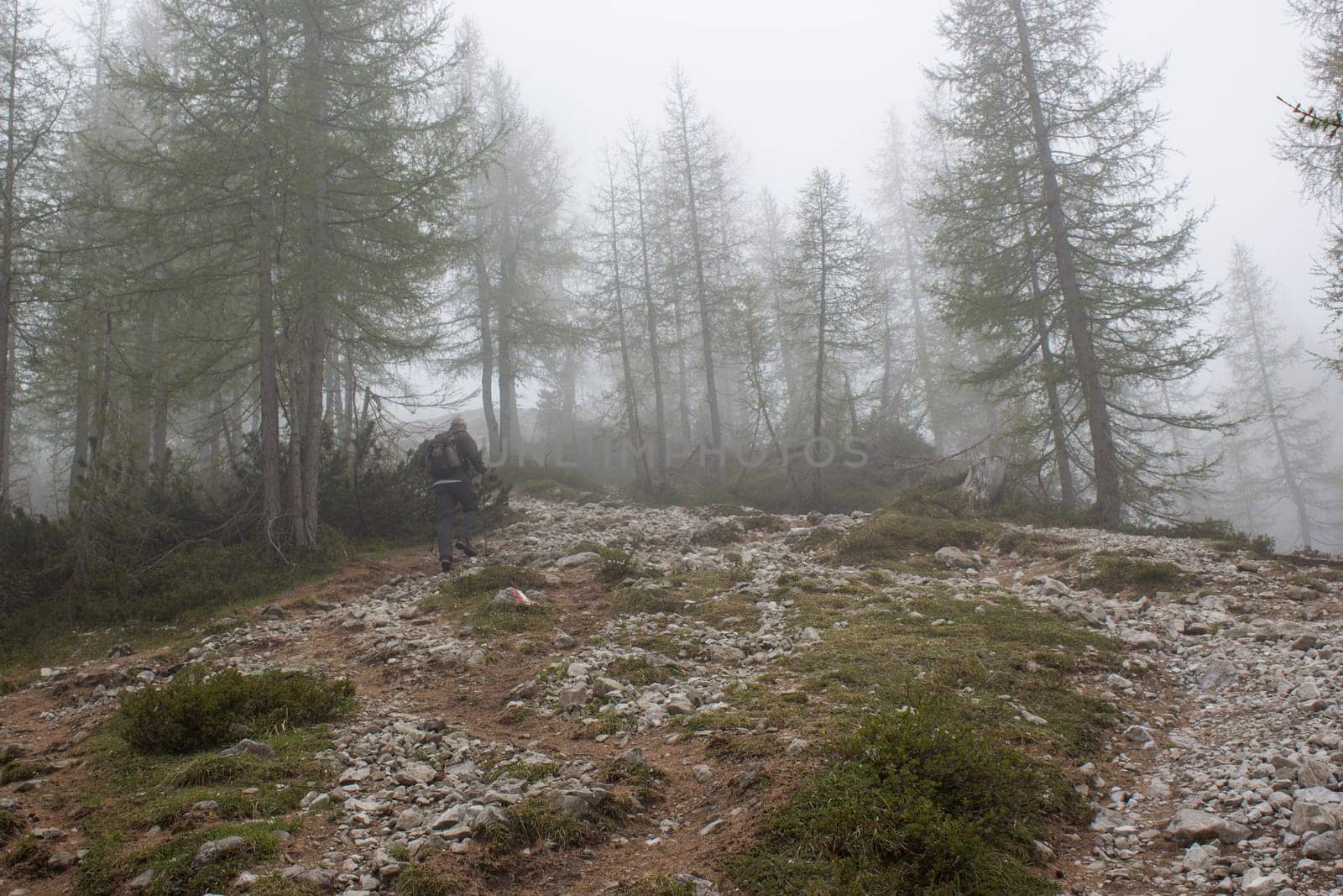 lonely hiker in foggy forest in Lienz Dolomites in Austria. East Tyrol
