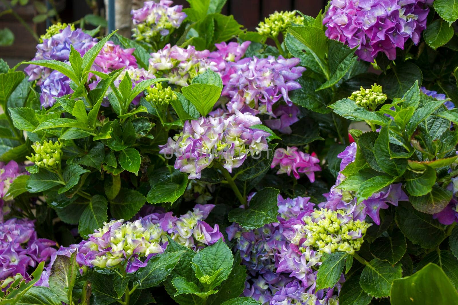 Bush of Hortensia flowers in the garden
