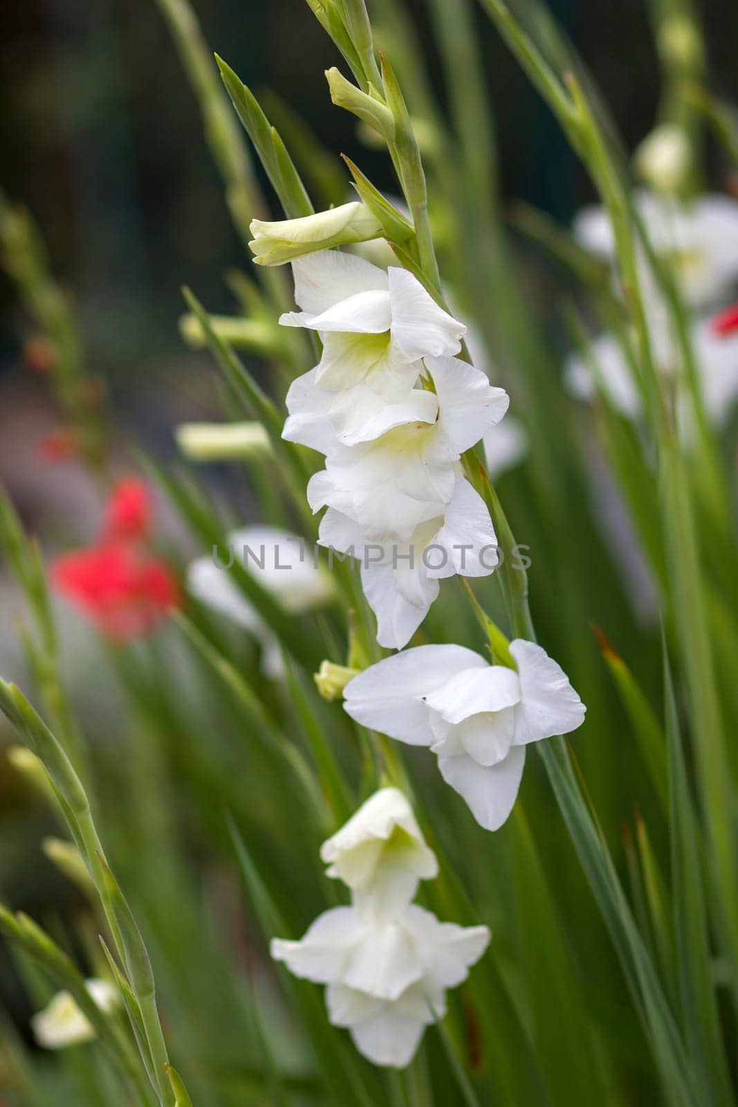 white gladiolus in the garden - soft focus