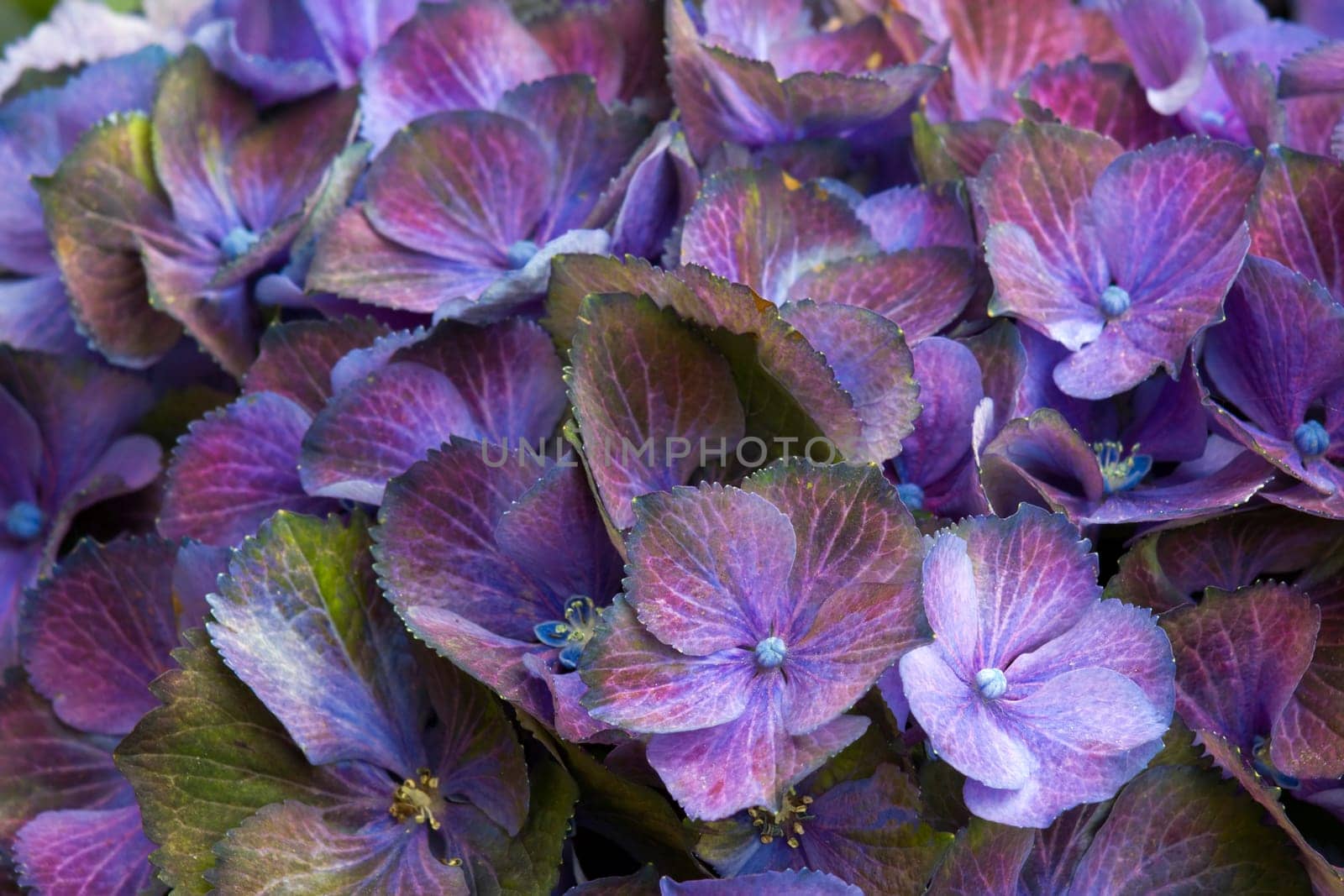 Macro image, blue hydrangea flower background