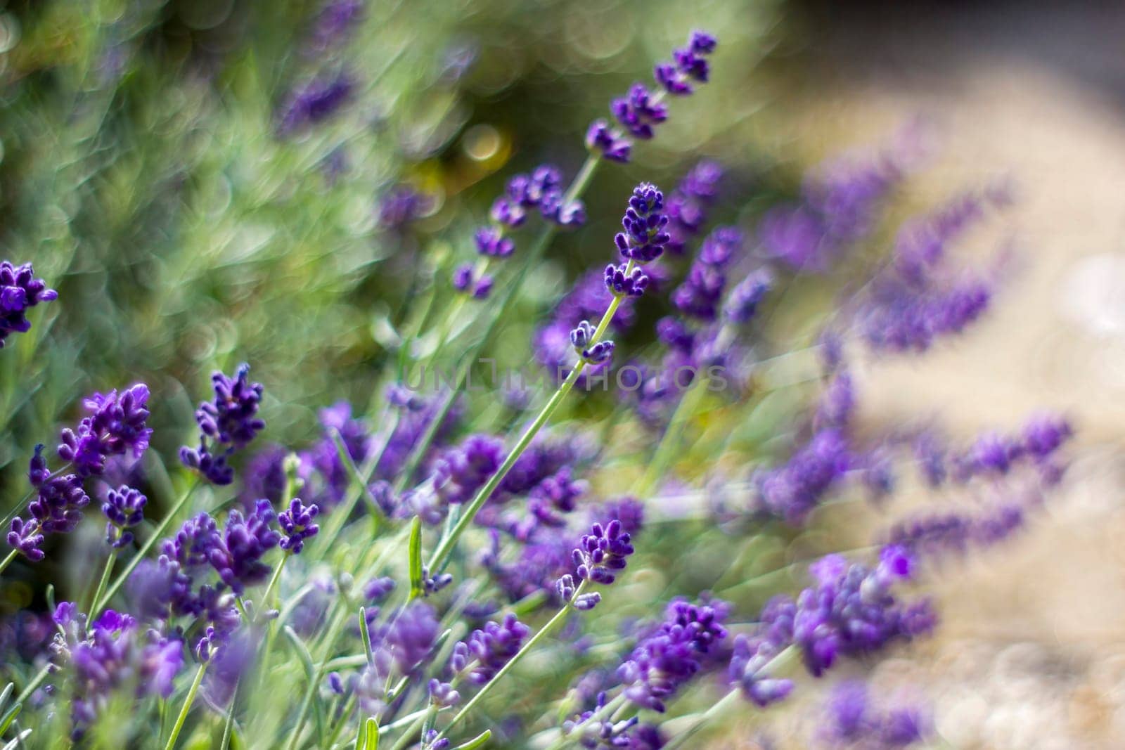 lavender flowers in a garden natural summer background, blurred image, selective focus
