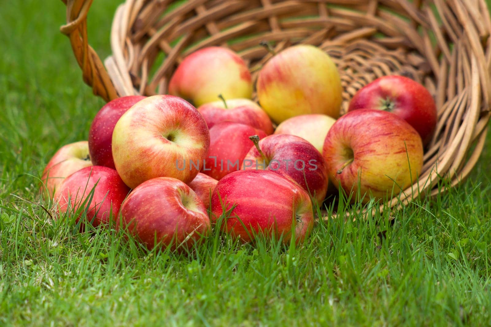 fresh apples in a basket in the garden