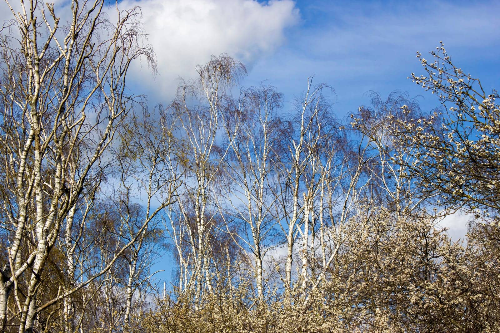 The birch trees, trees in front of spring sky and clouds.