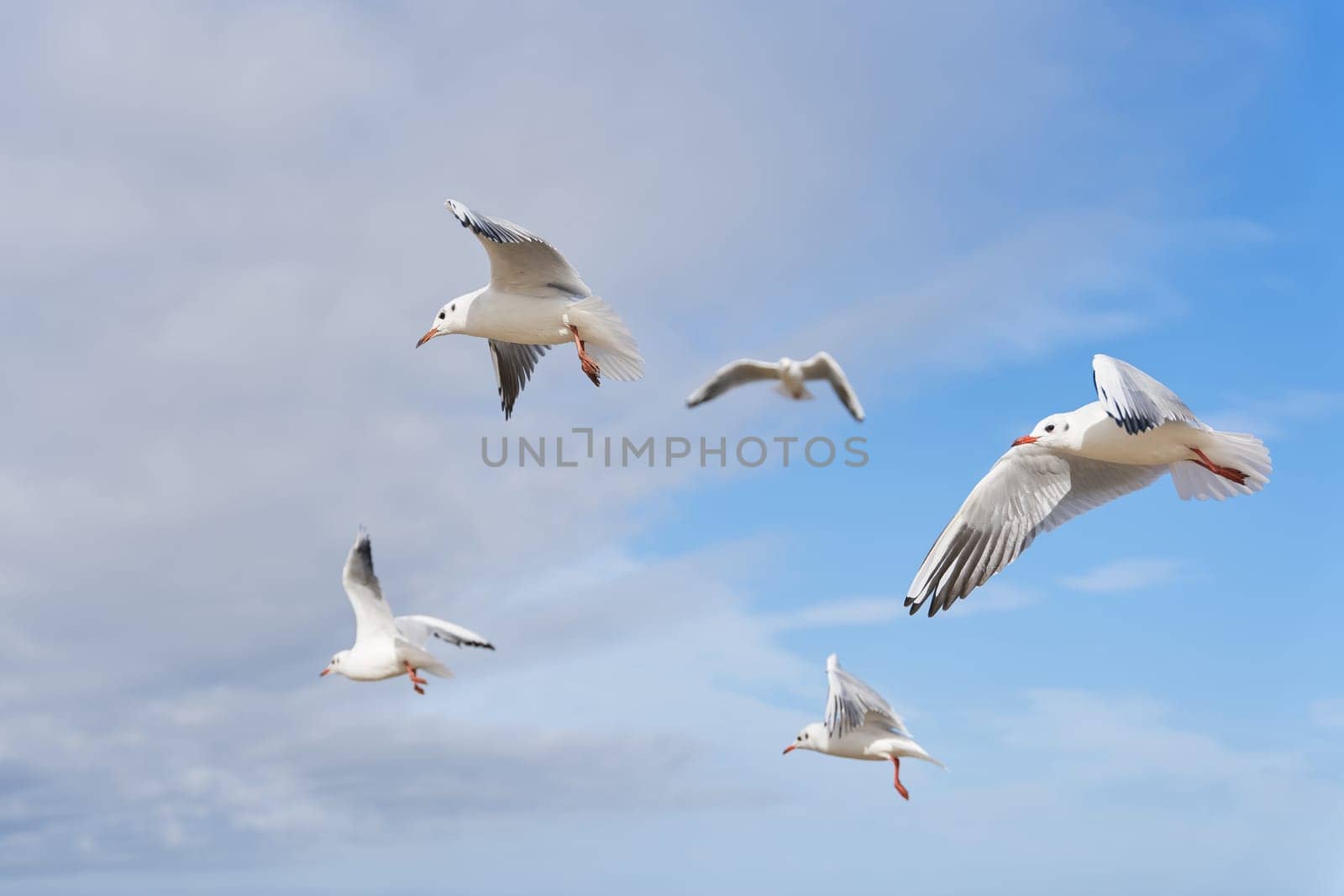Black-headed Gulls, Chroicocephalus ridibundus in the sky over the Polish Baltic Sea coast near Swinoujscie