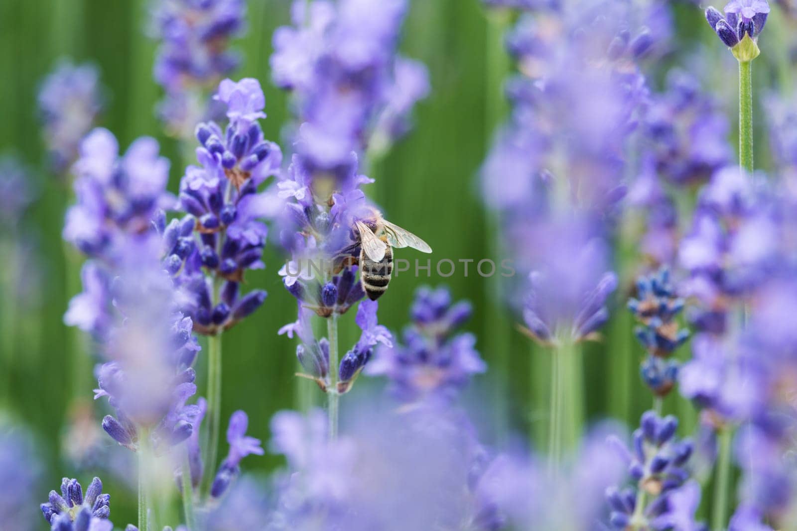 Lavender with bee,close-up of the fragrant blue plant with insect