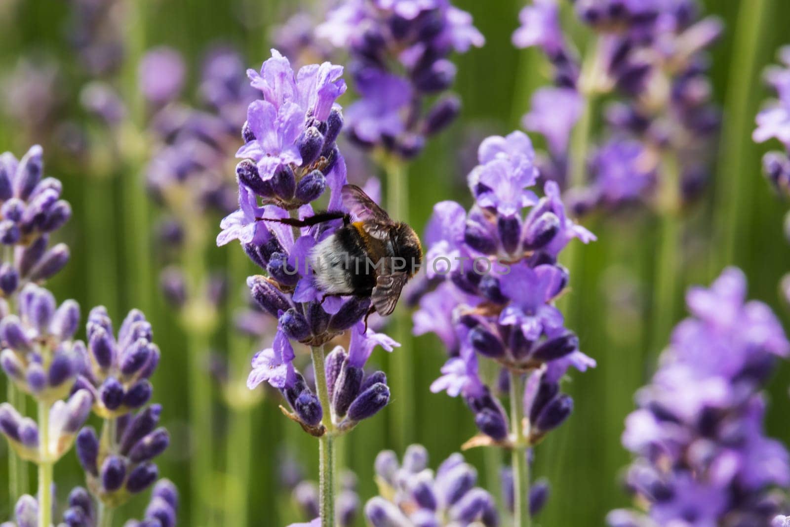 Lavender with bee,close-up of the fragrant blue plant with insect