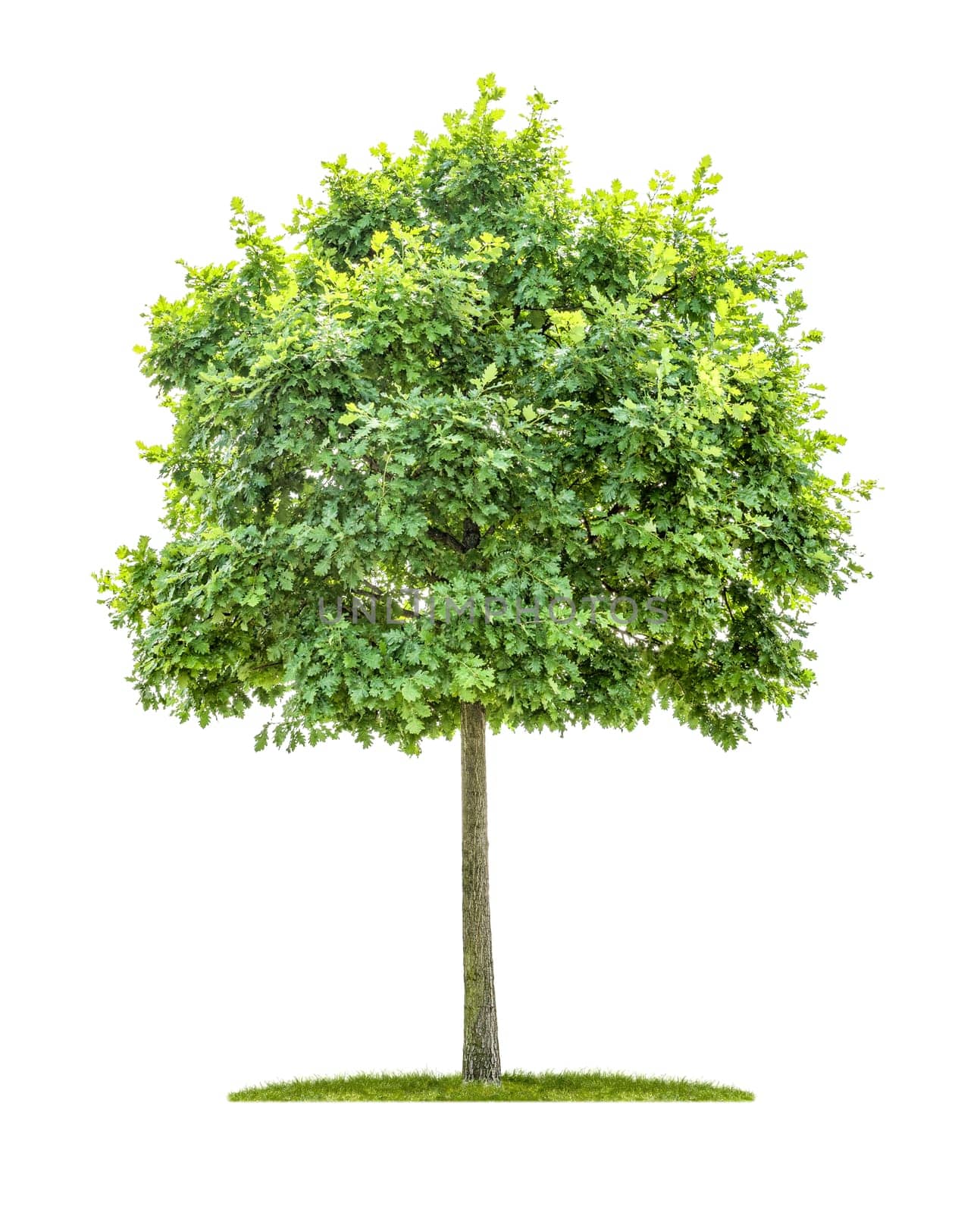 Young oak against a white background