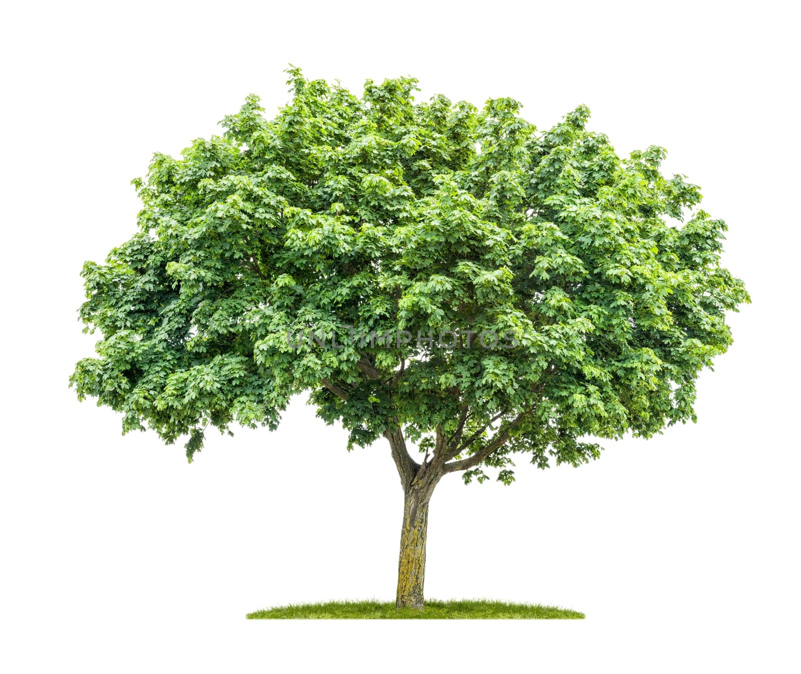Maple against a white background