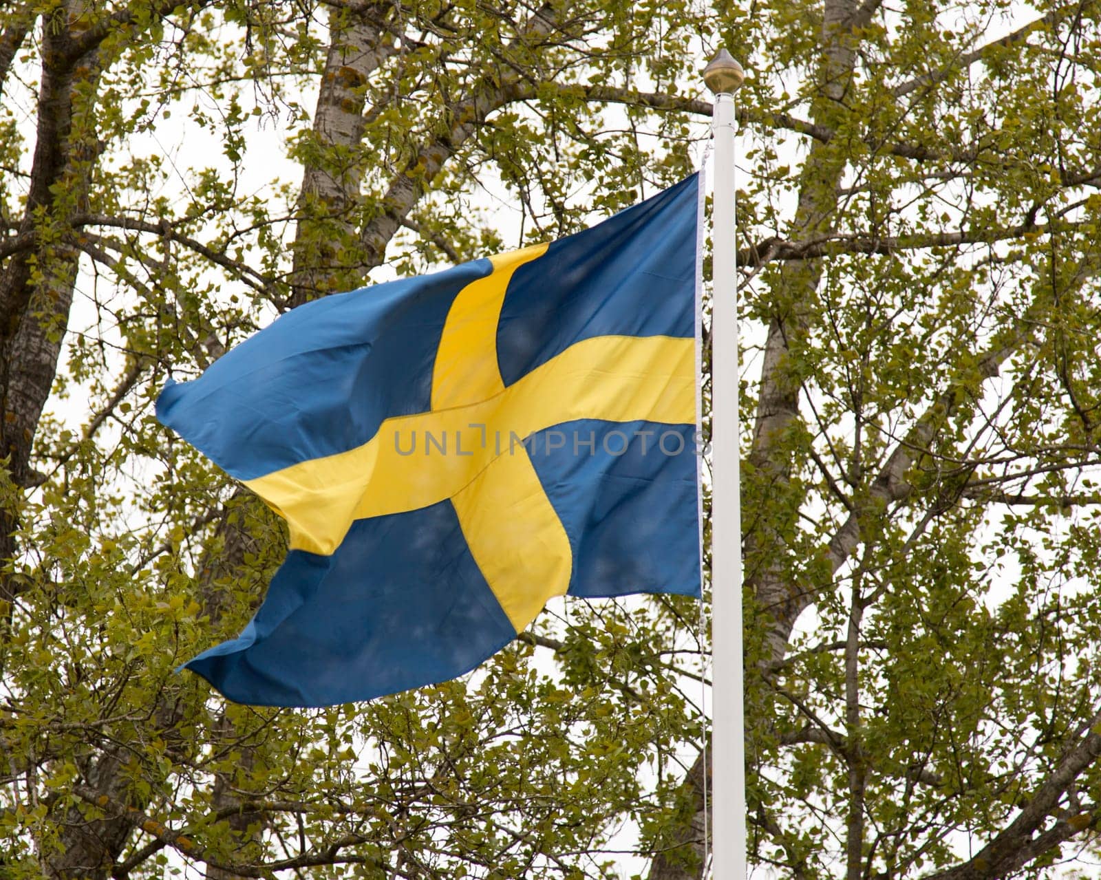 Swedish Flag Waving in the Wind with trees behind it.
