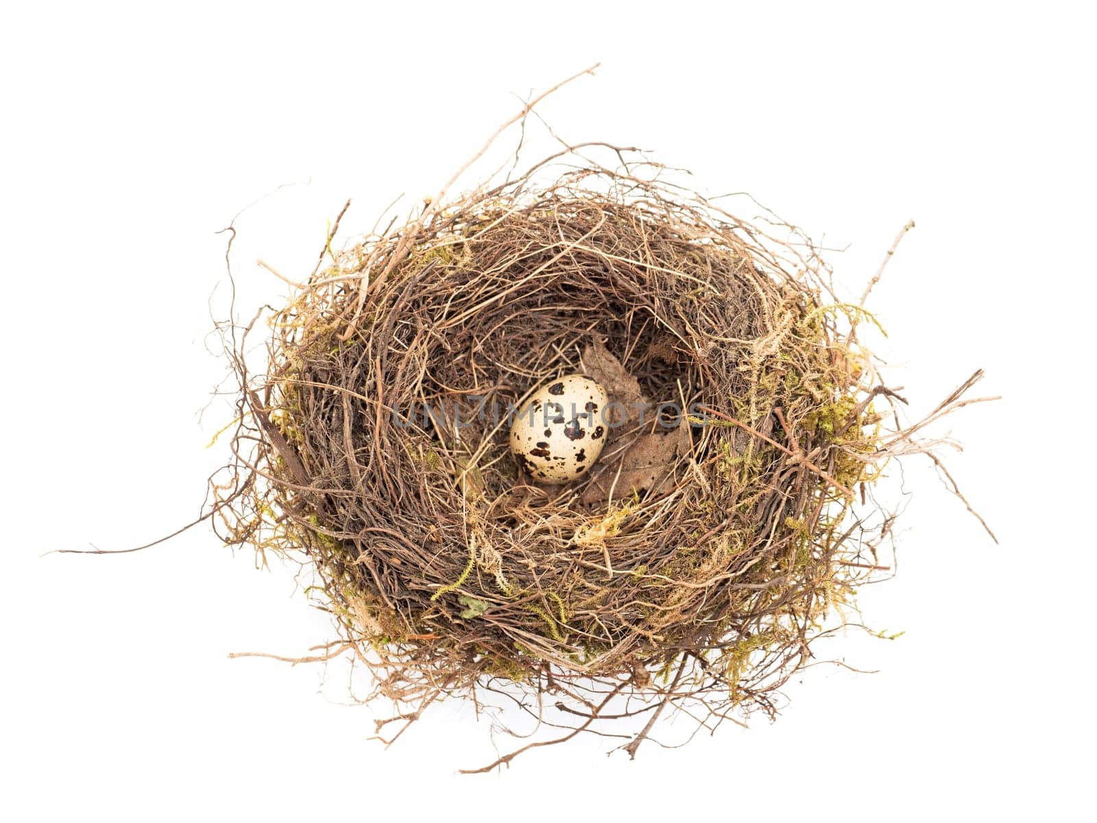 Quail egg in the nest