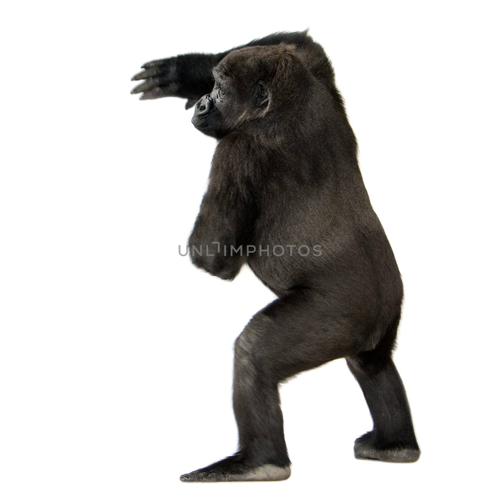 Young Silverback Gorilla in front of a white background