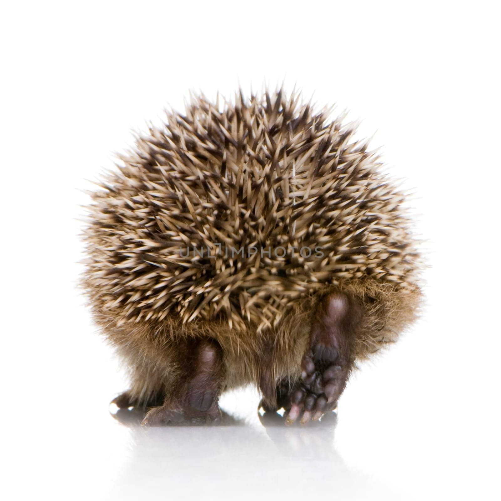hedgehog (1 mounths) in front of a white background