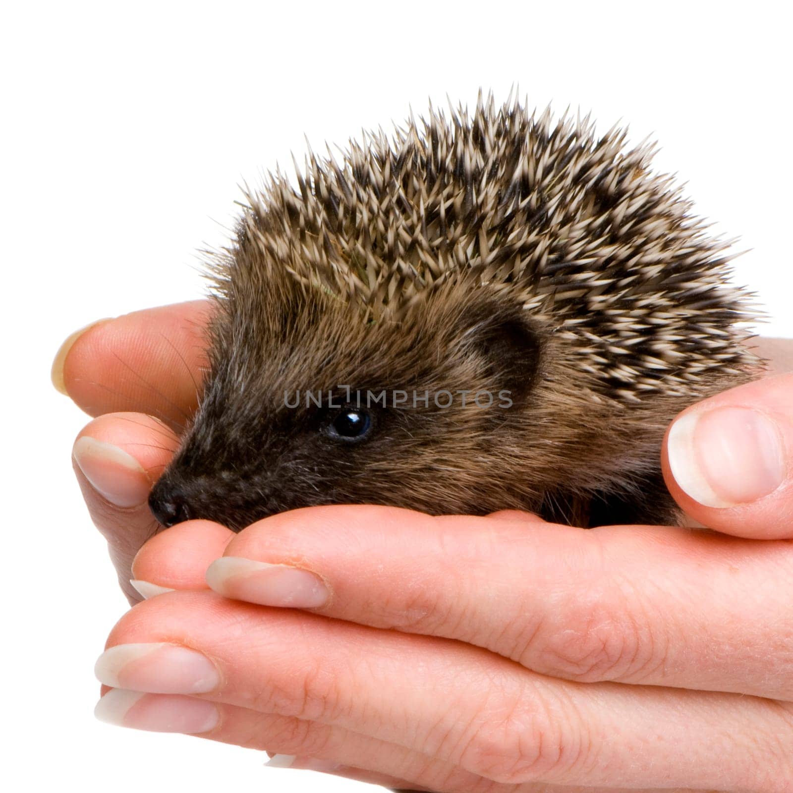 hedgehog (1 mounths) in front of a white background