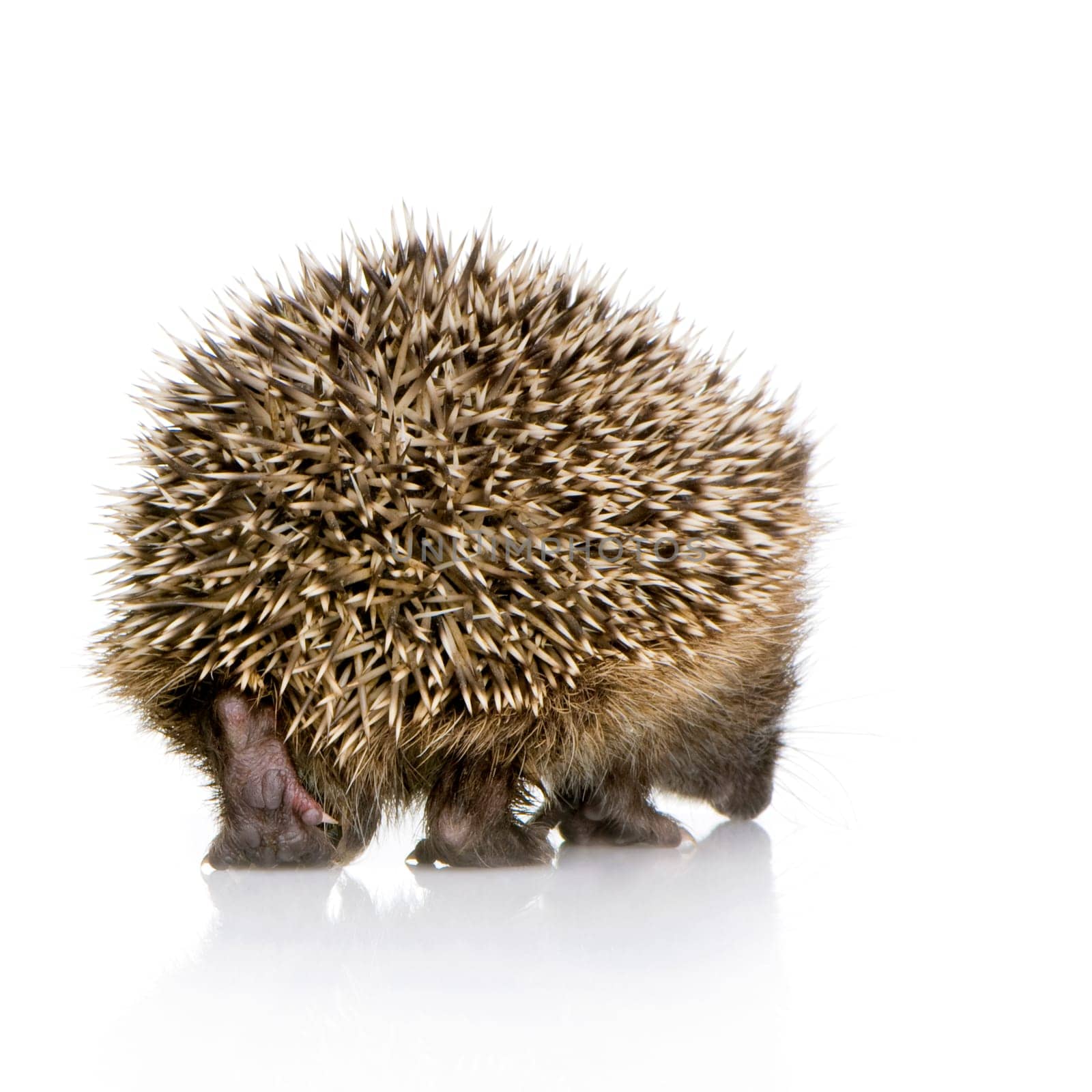 hedgehog (1 mounths) in front of a white background