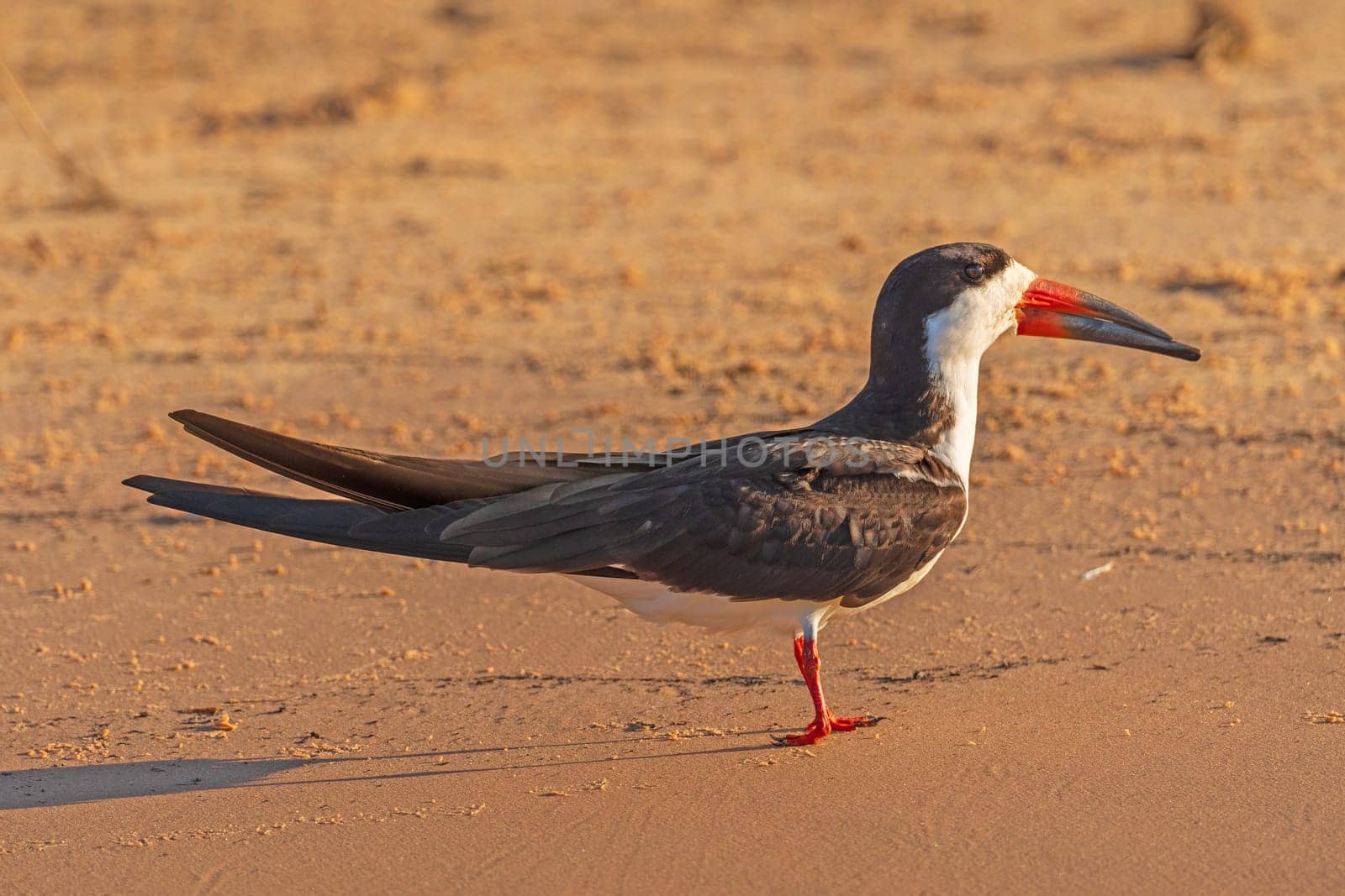 Black Skimmer on a River Sandbar in the Tropics in the Pantanal in Brazil