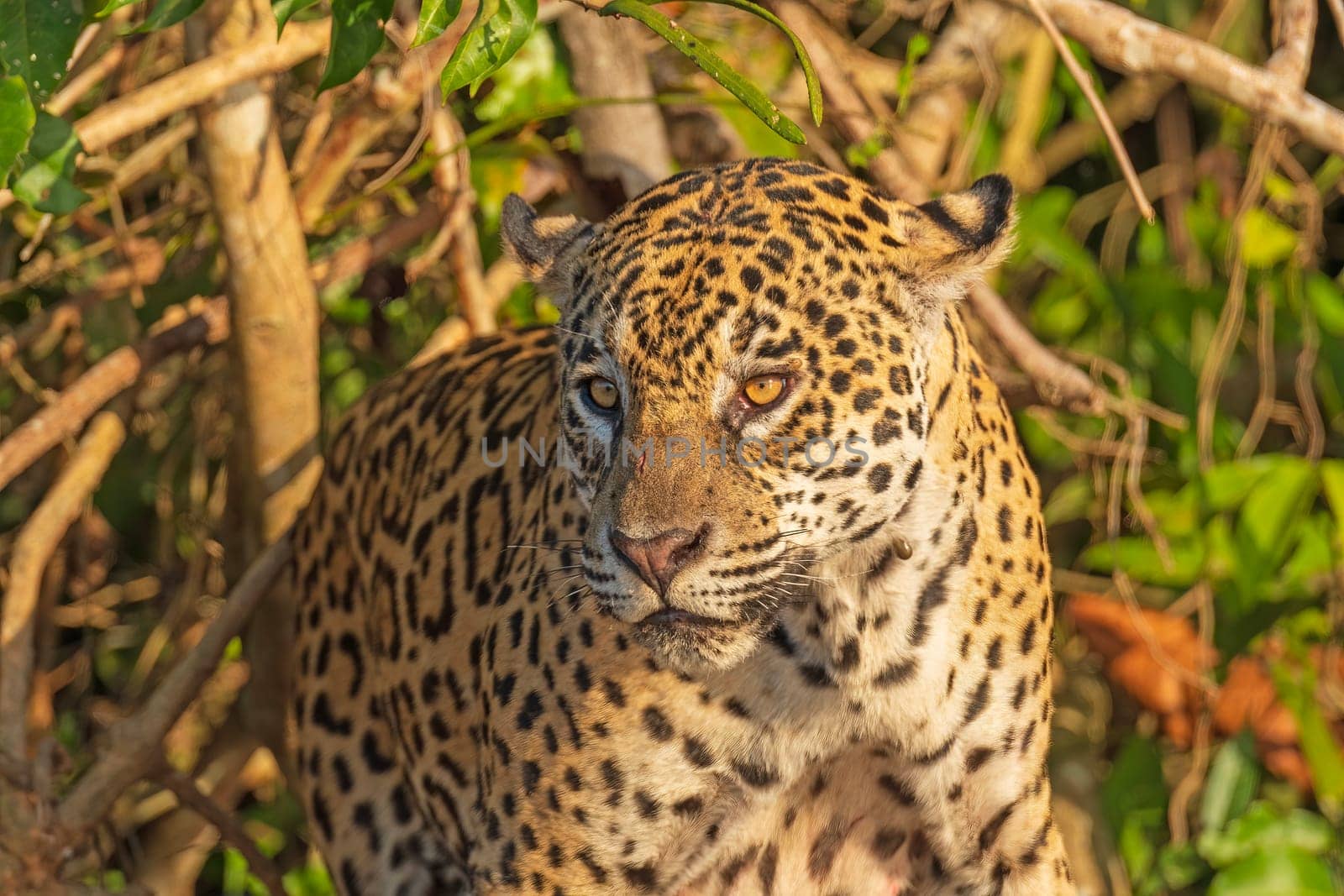 Jaguar Watching From a Jungle Shore in the Pantanal in Brazil